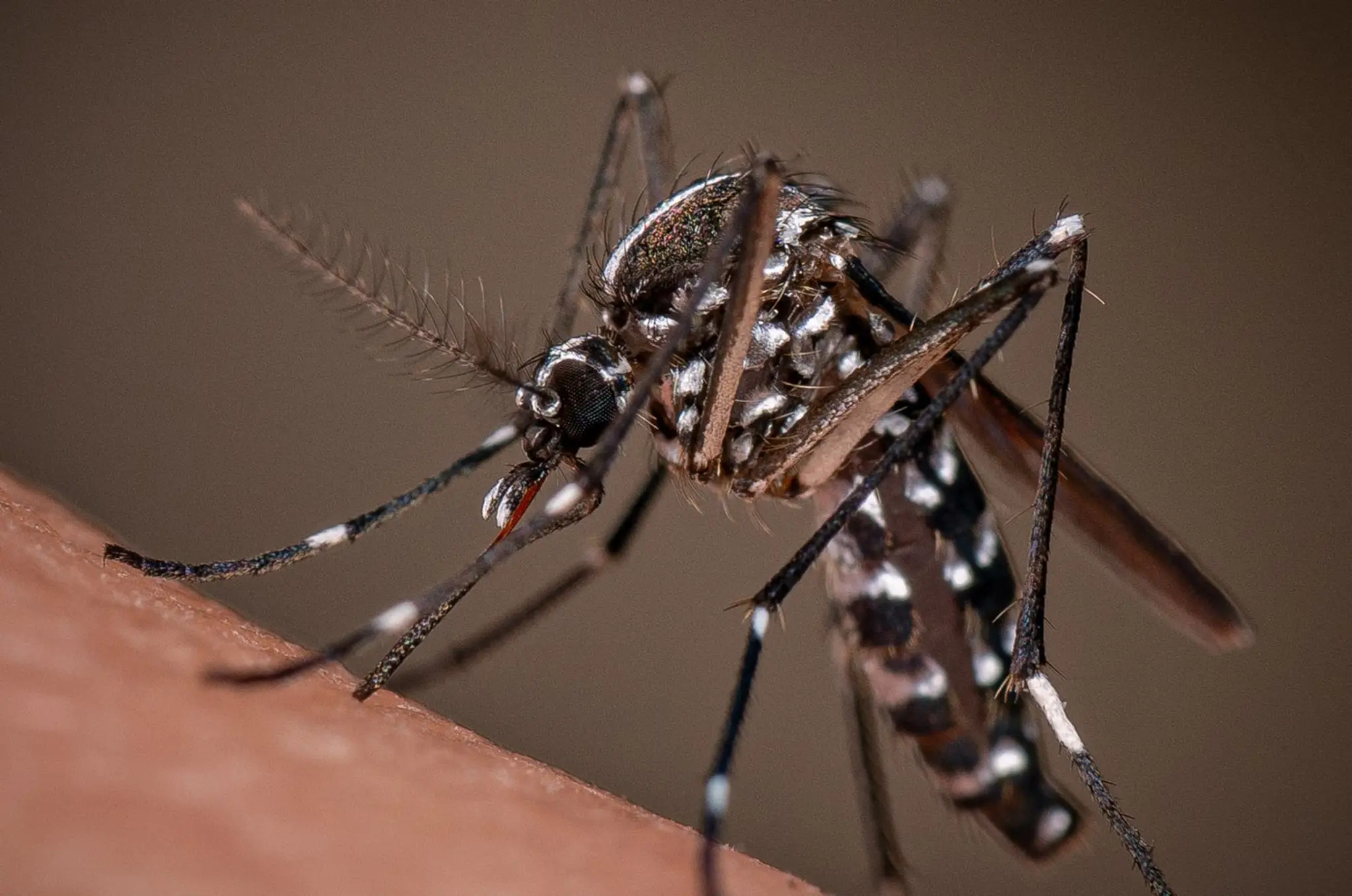 Komár tigrovaný (lat. Aedes albopictus)