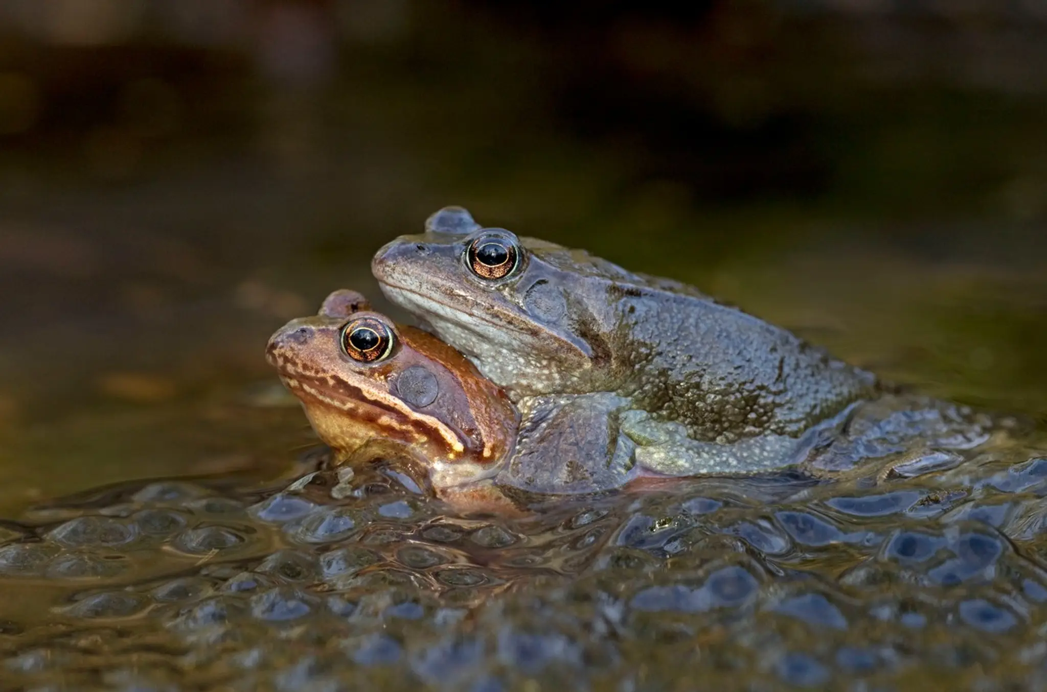Žaby
