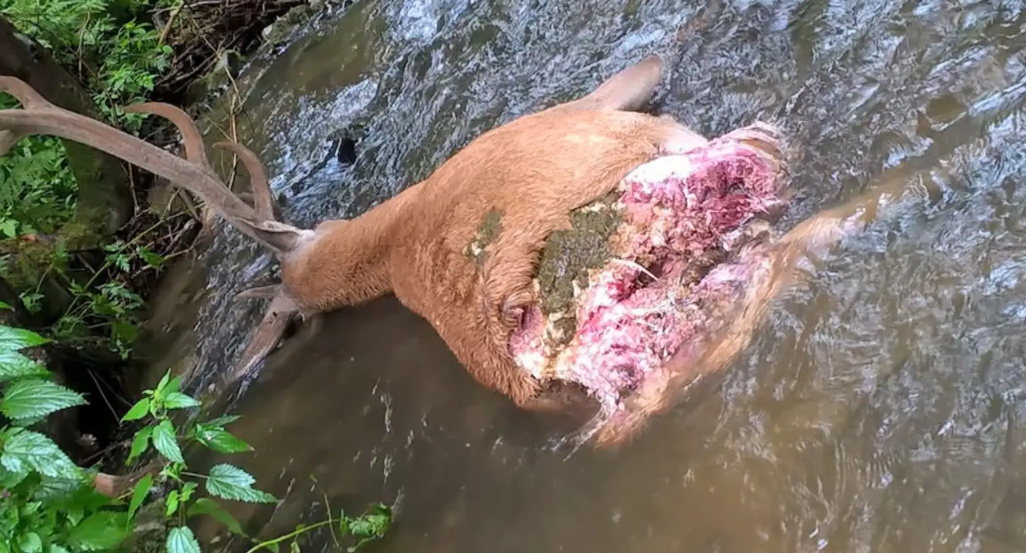 Poľanu zriadili ako revír na ochranu jeleňov,