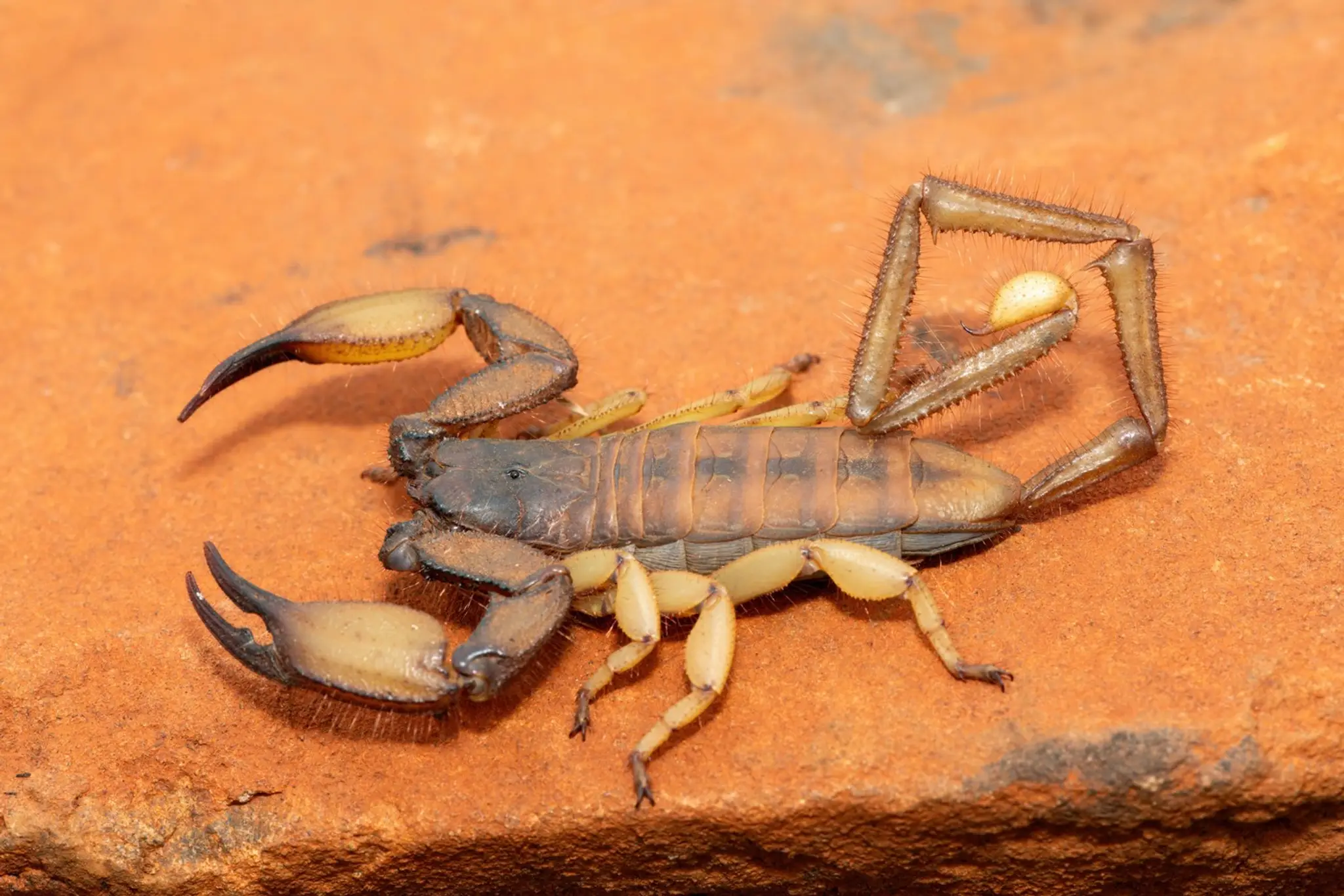 Veľký skalný škorpión (Hadogenes trichiurus pallidus).