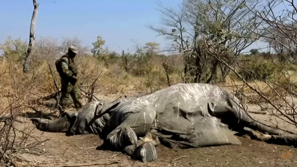 Stovky záhadne uhynutých slonov v Afrike zabil neznámy vírus