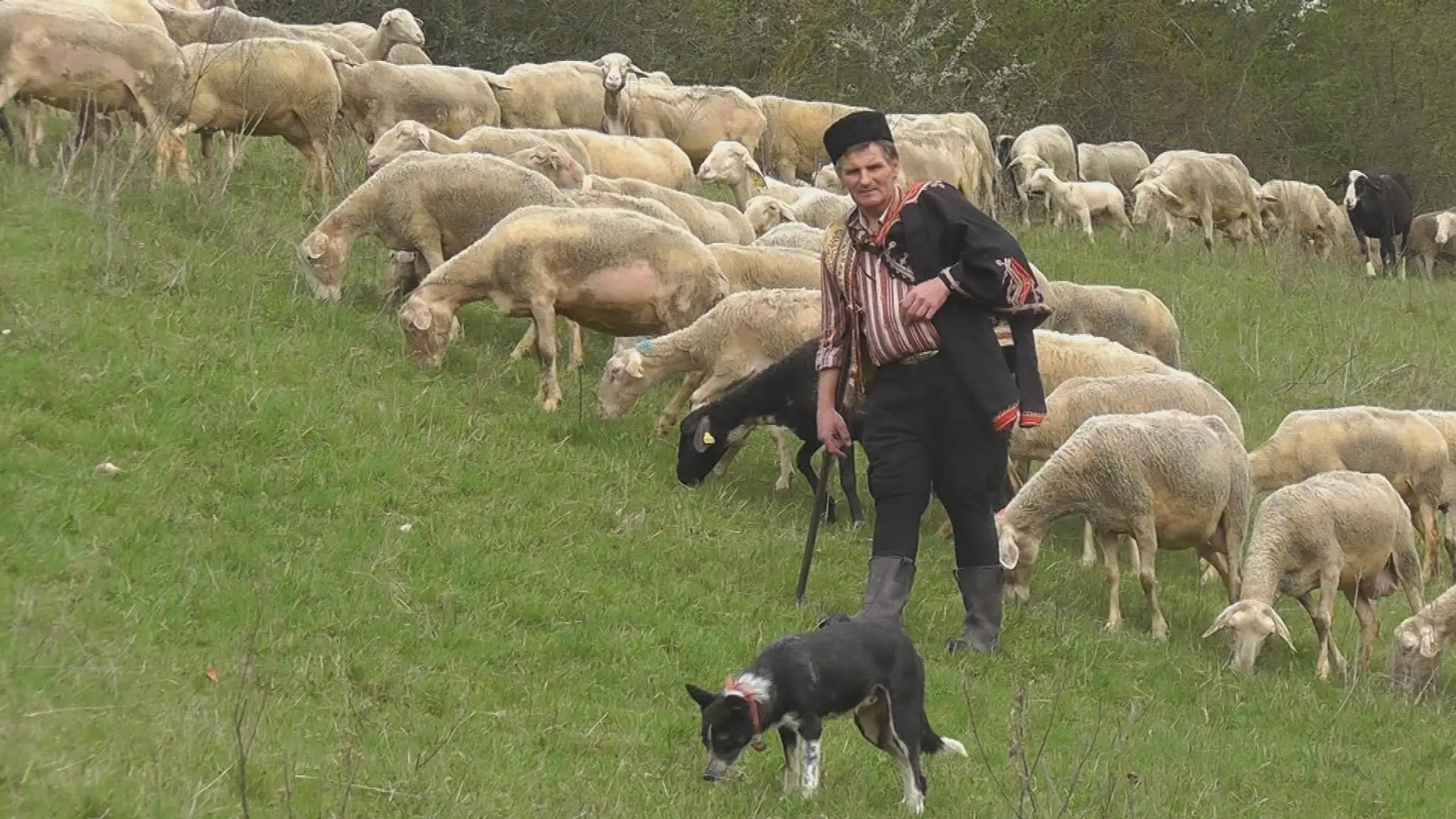 Peter Hatala svoju prácu s ovcami a vernými psami miloval. 