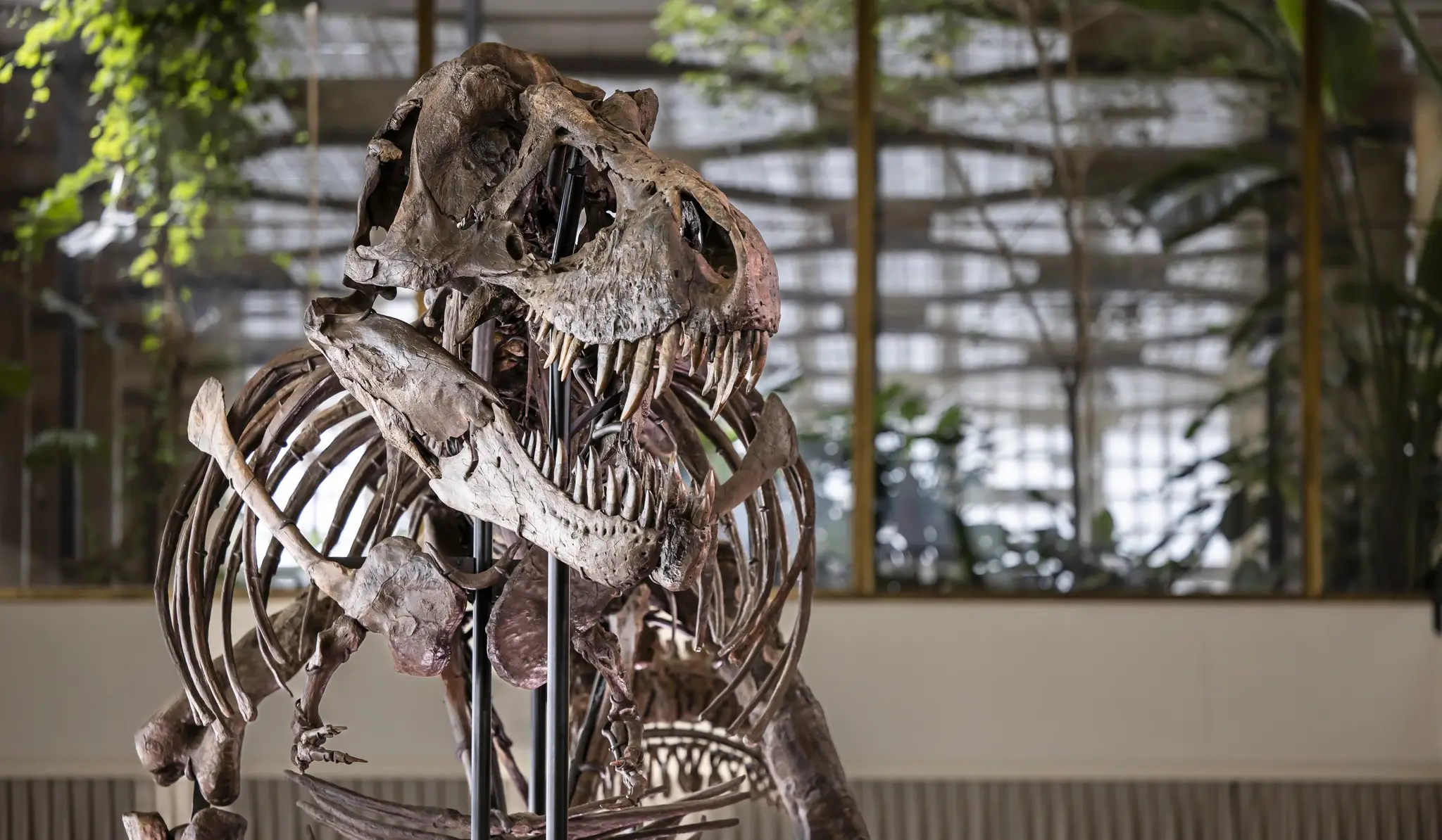 Switzerland_Dinosaur_Auction285263