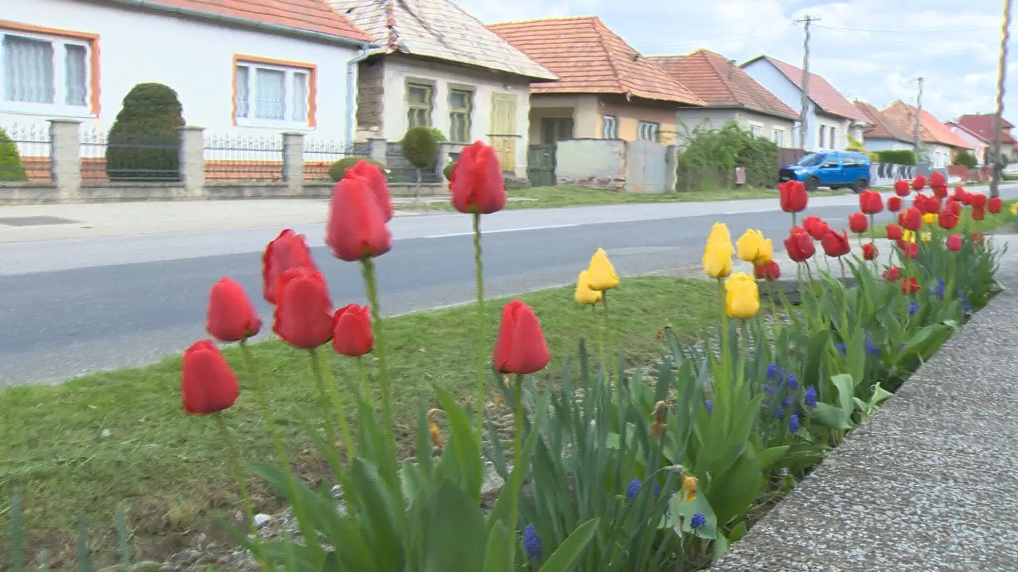 Tulipány v dedine Podlužany.