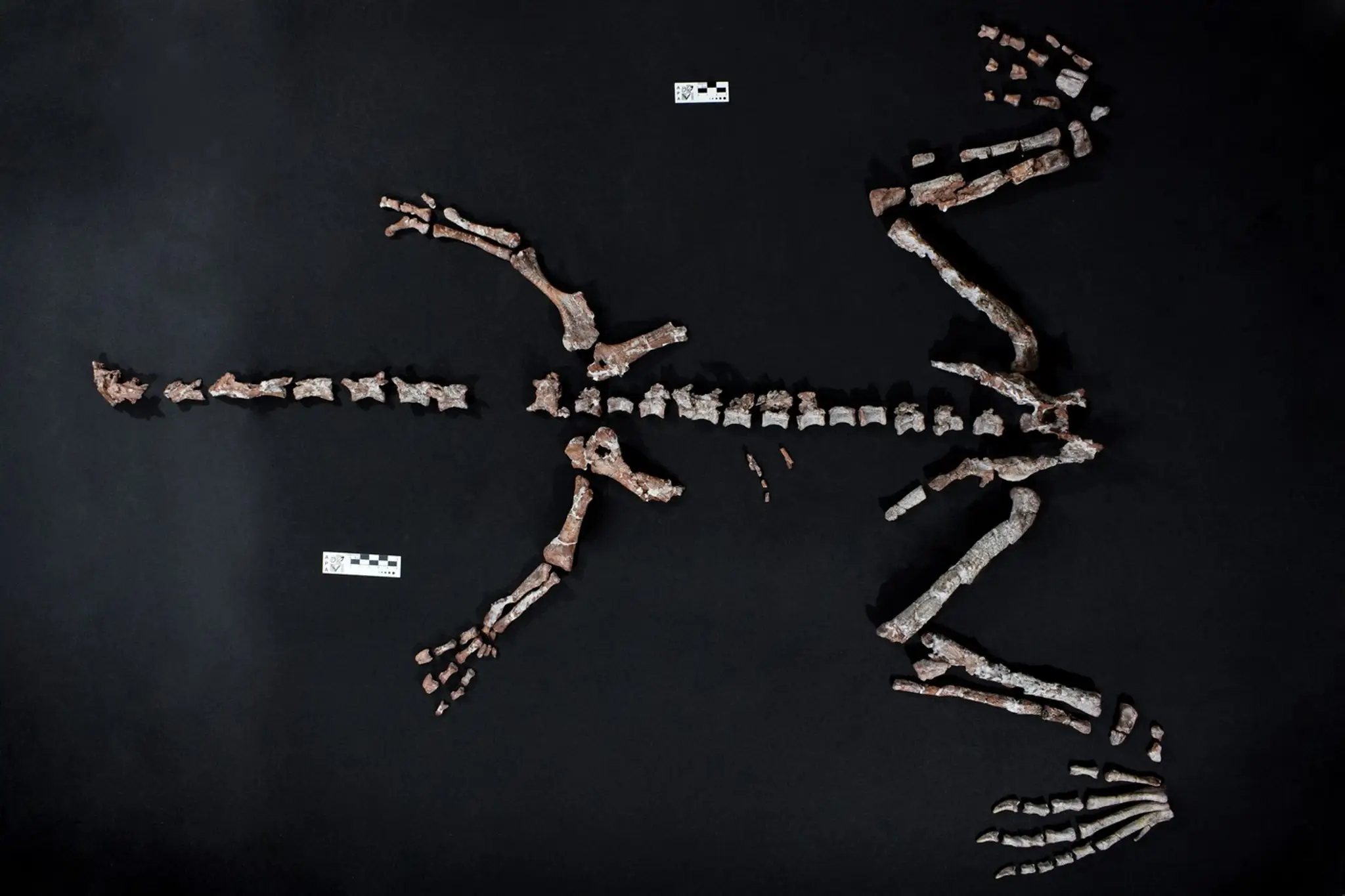 FOTO + VIDEO: V Argentíne objavili takmer kompletnú kostru jedného z najstarších dinosaurov