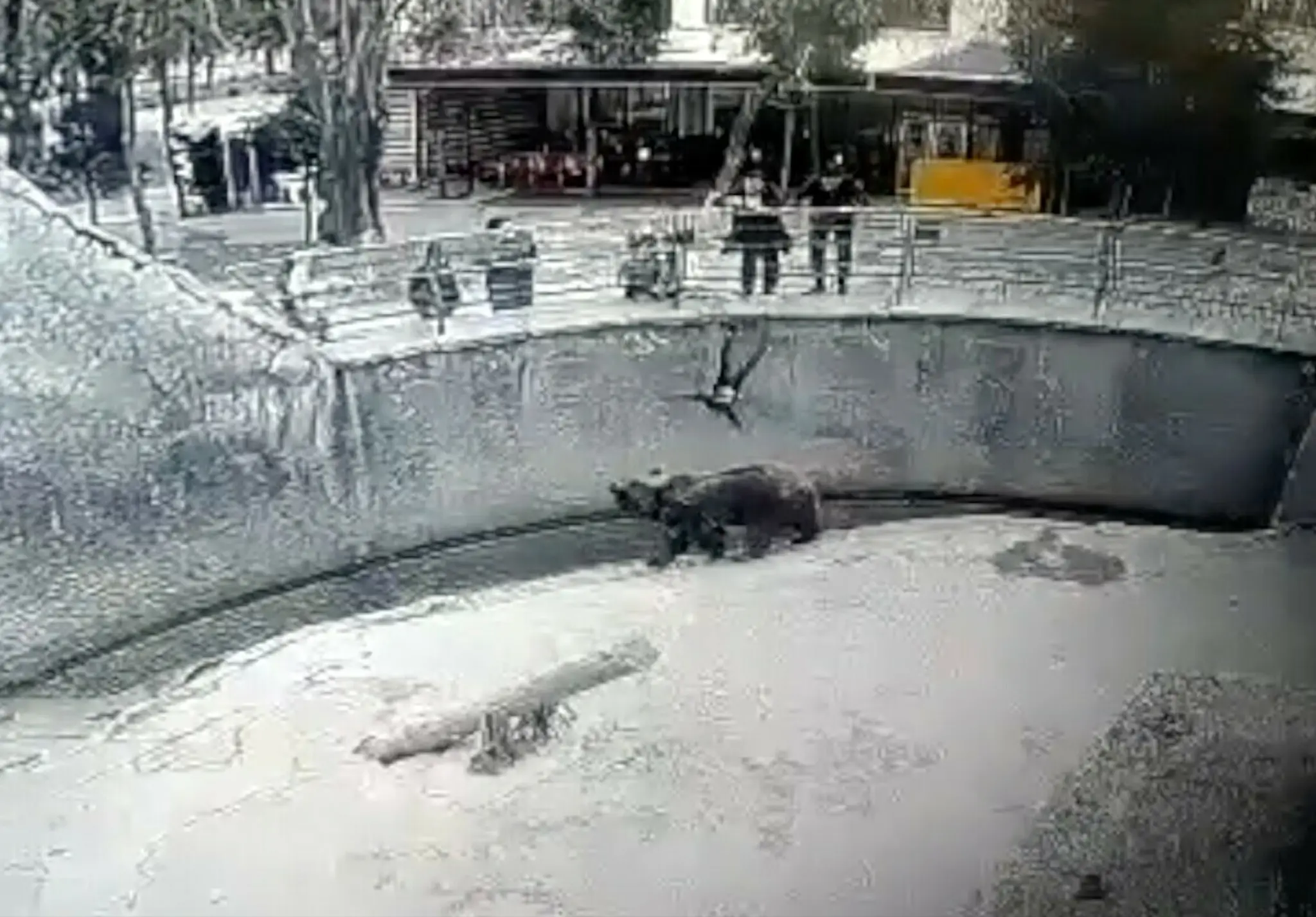 Moment, keď chlapec padá do výbehu s medveďmi.