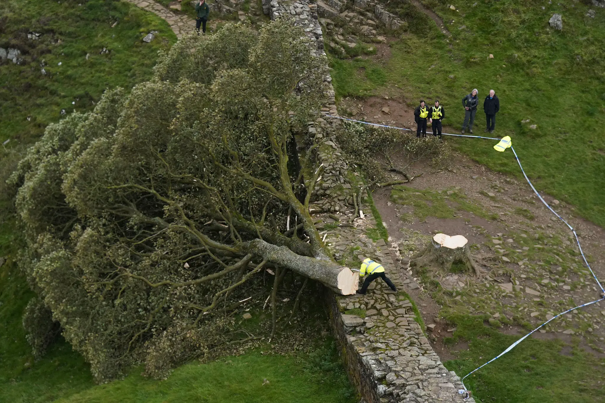 Policajti sa pozerajú na takmer 200-ročný javor horský, ktorý zoťal 16-ročný mladík na mieste zvanom Sycamore Gap.
