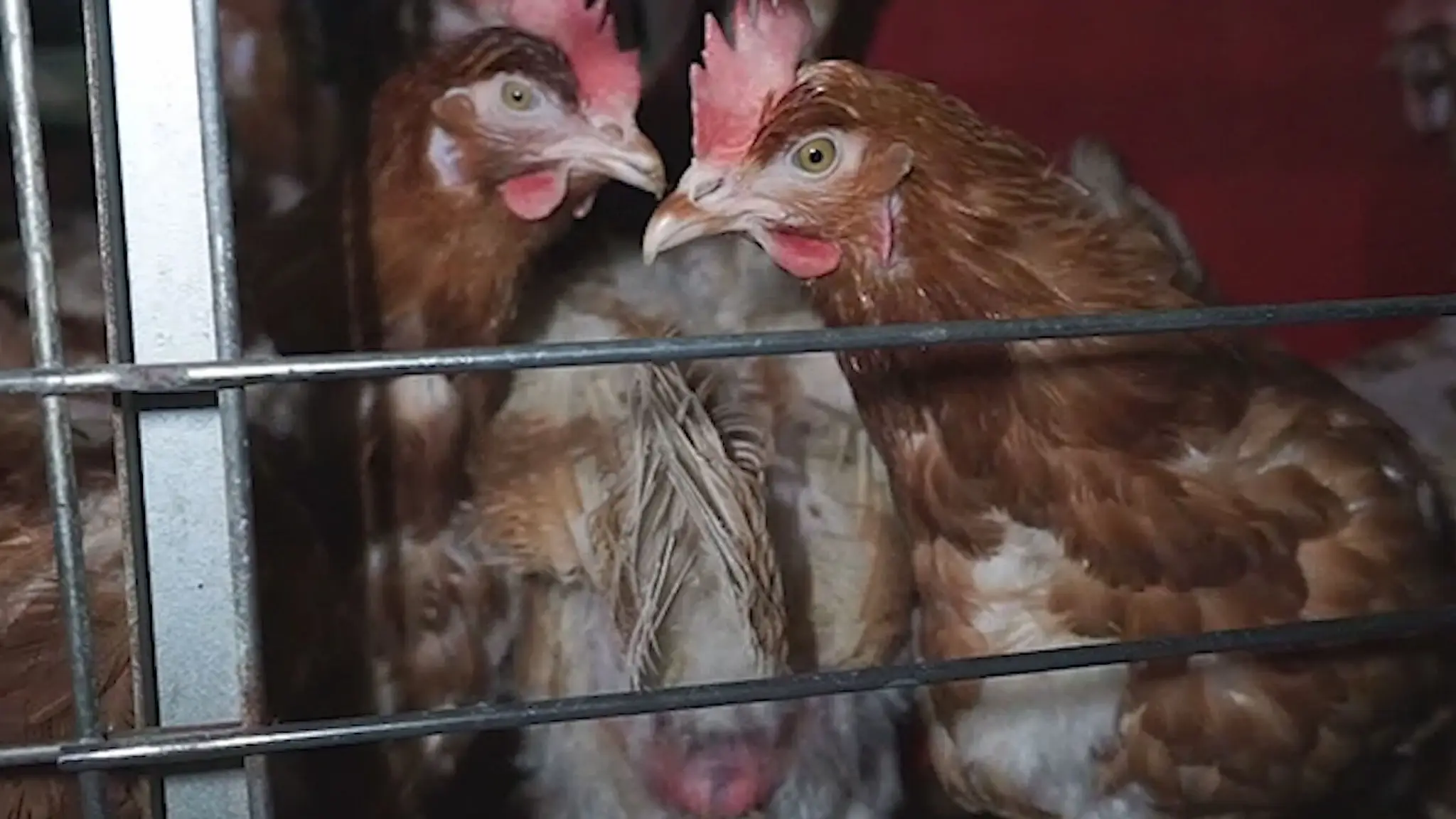 Hádzanie ešte živých zvierat medzi mŕtve. Na farme pri Trenčíne odhalili viaceré pochybenia
