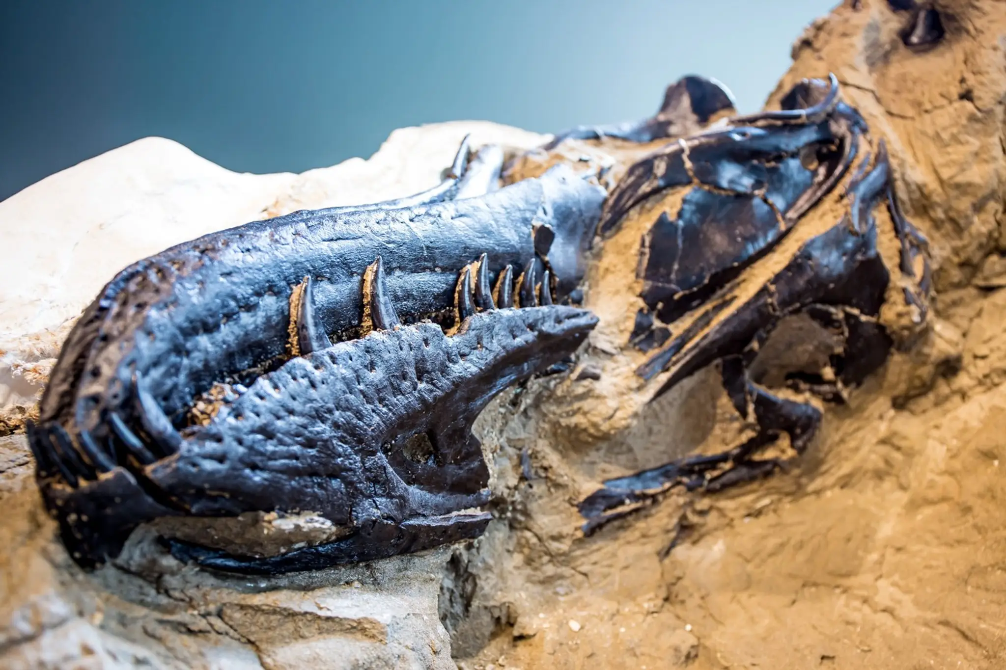Čeľusť dinosaura Nanotyrannus lancensis.