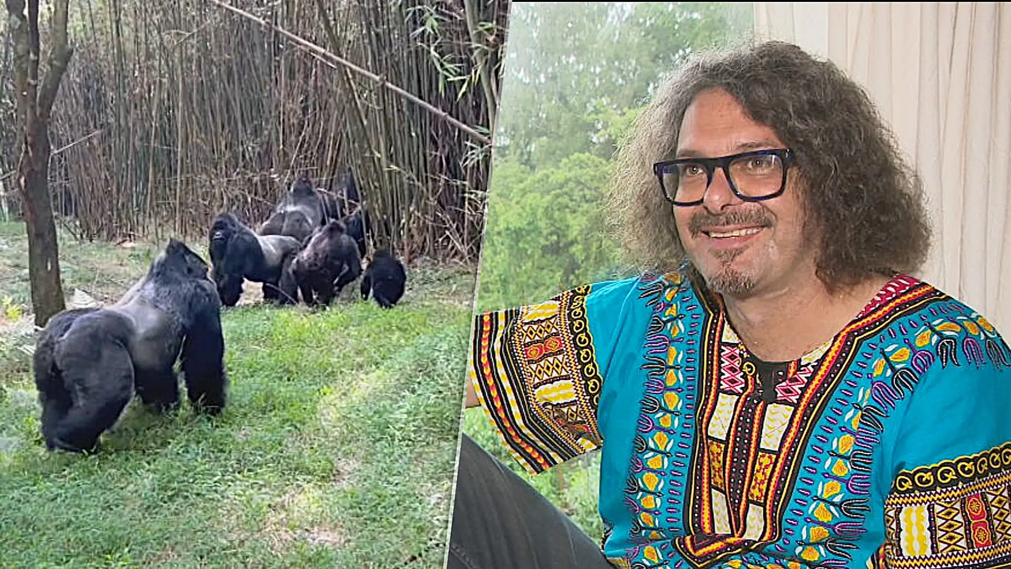 Marek sprevádza za gorilami v africkom pralese. 