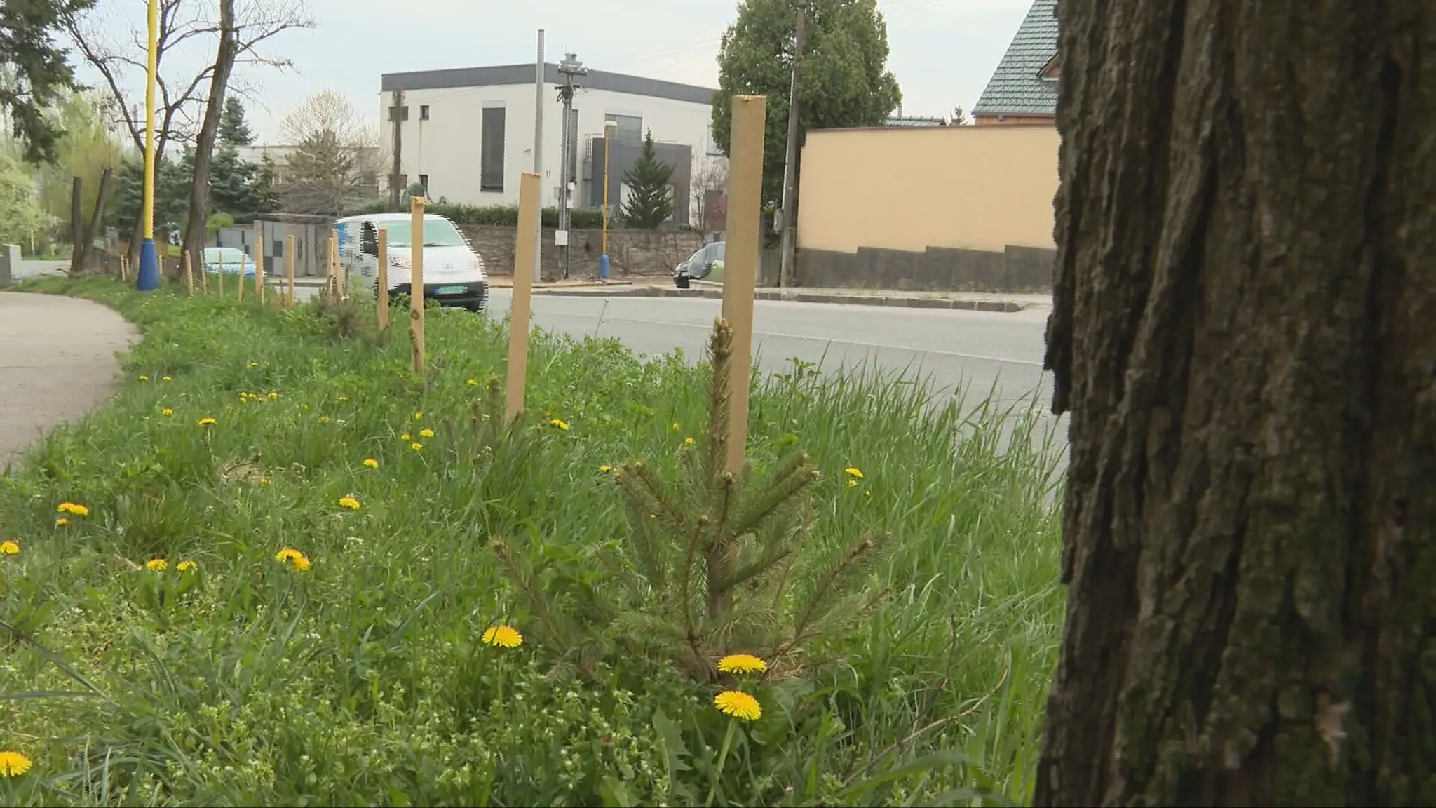 Dobrý úmysel občanov narazil na pravidlá v meste a stromčeky musia odstrániť.