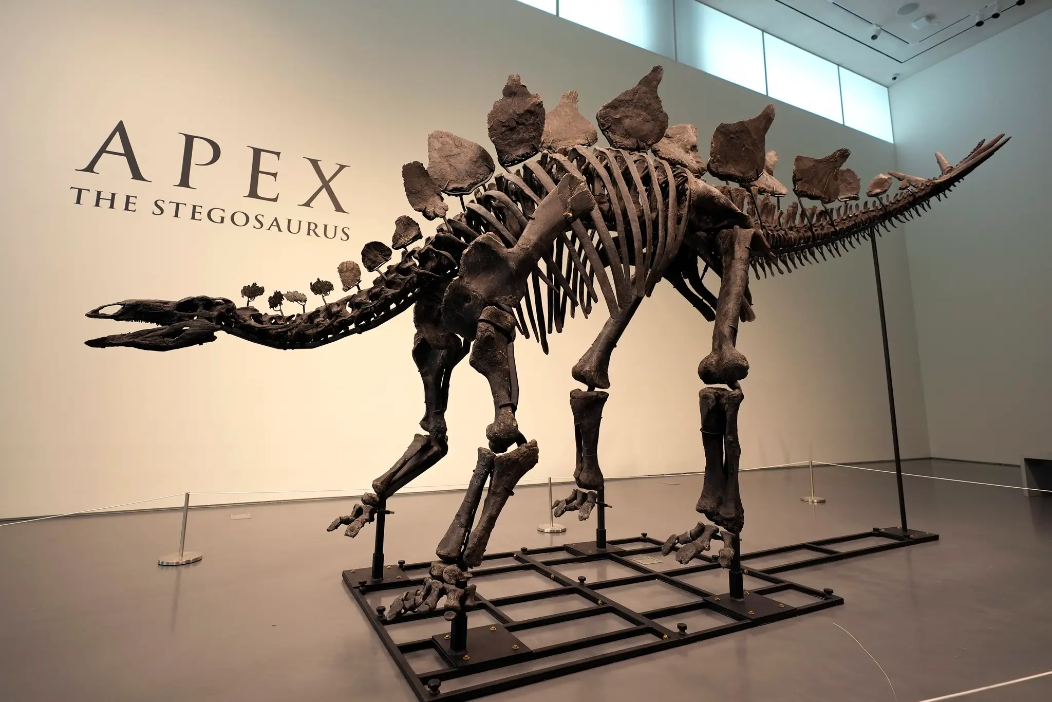 Kostra dinosaura.
