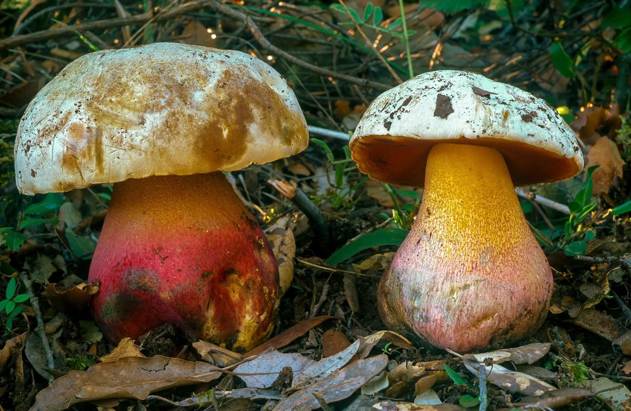 hríb satanský (lat. Boletus Satanas)
