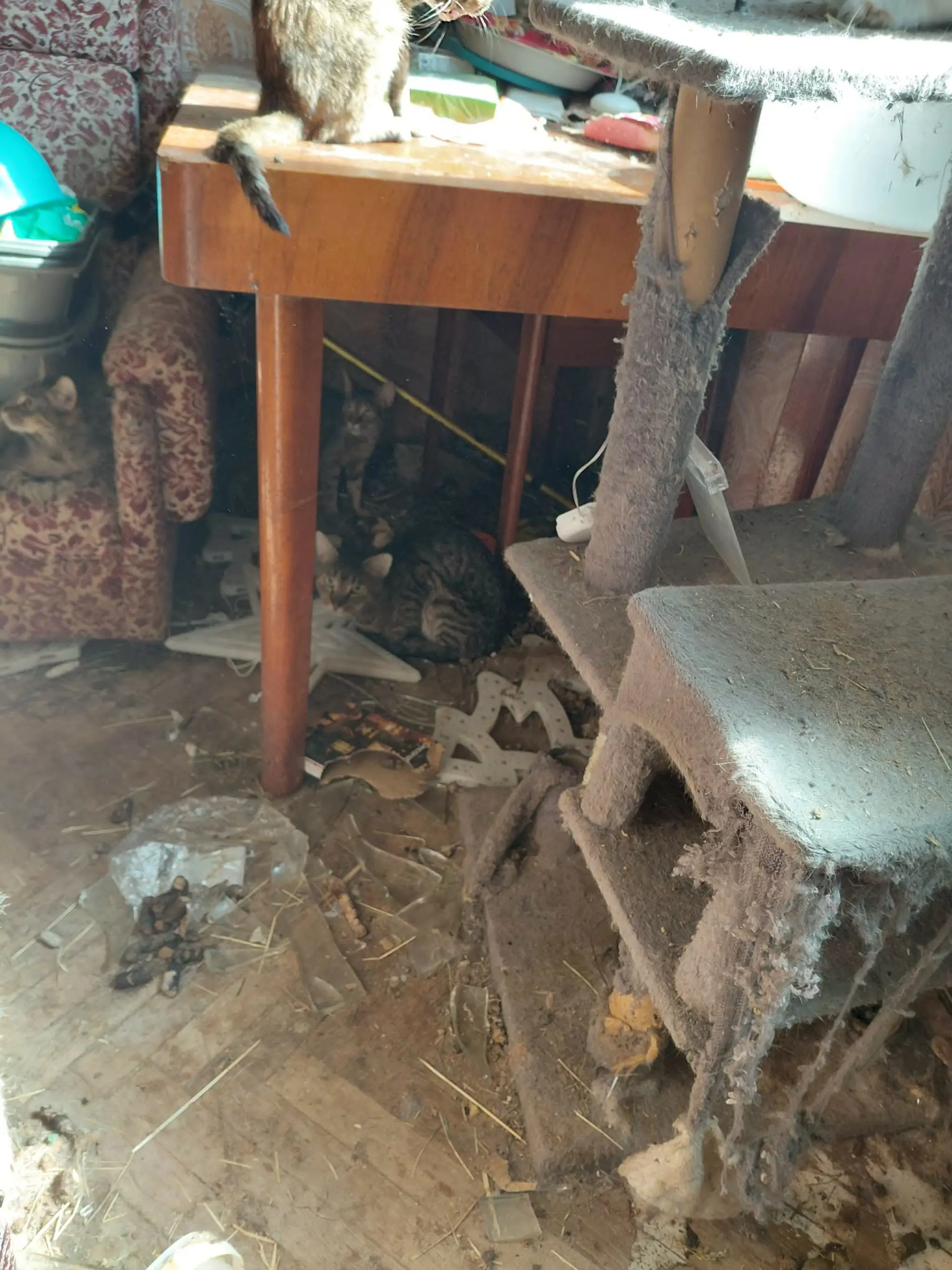 Katastrofálne podmienky a zanedbané zvieratá.