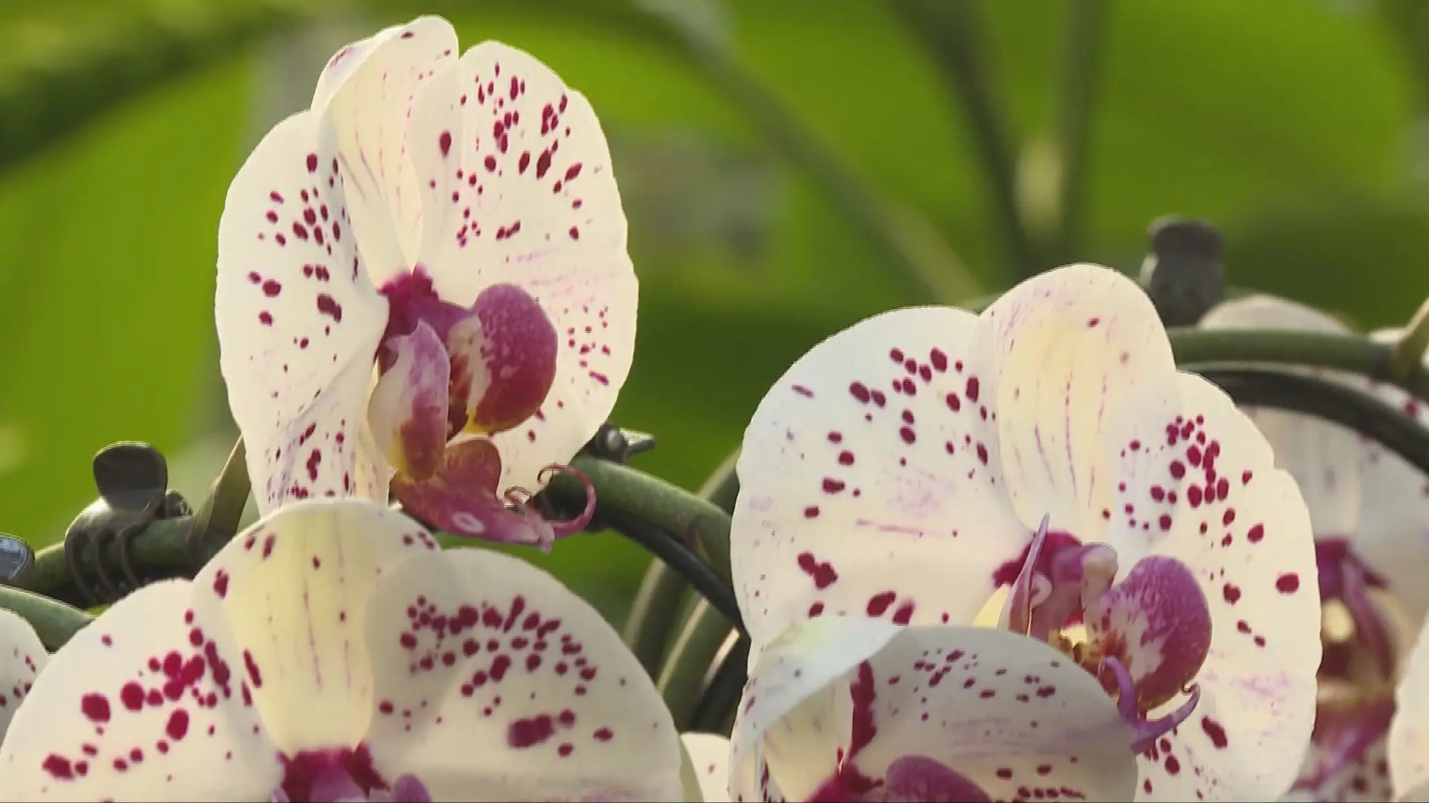 Orchidea.