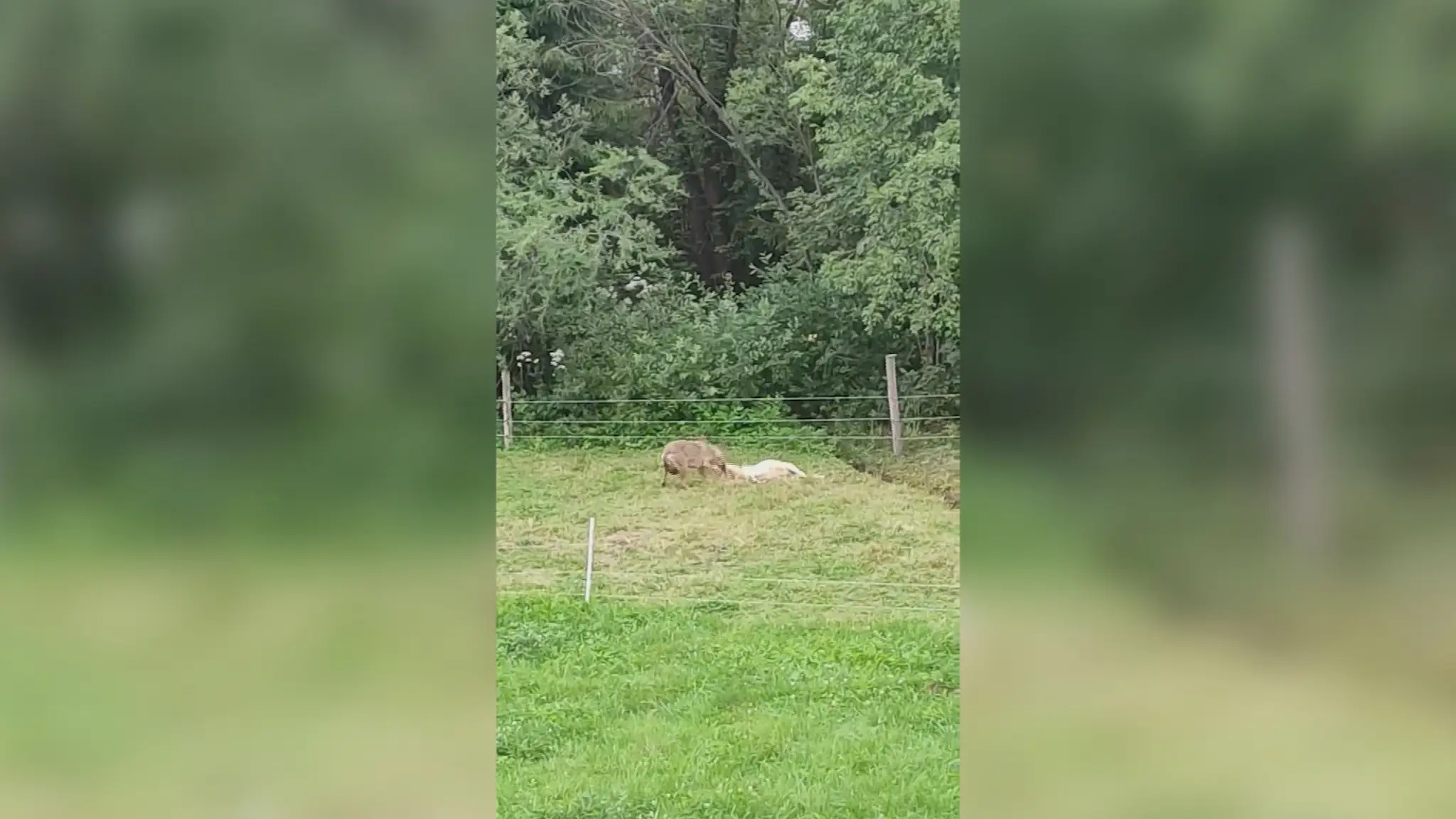 Záber z videa.
