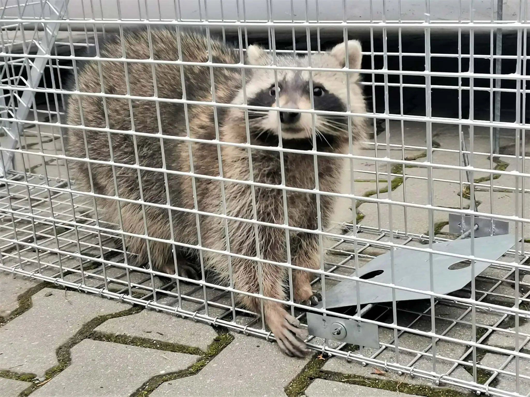 Medvedík čistotný, ktorého odchytili v Komárne.