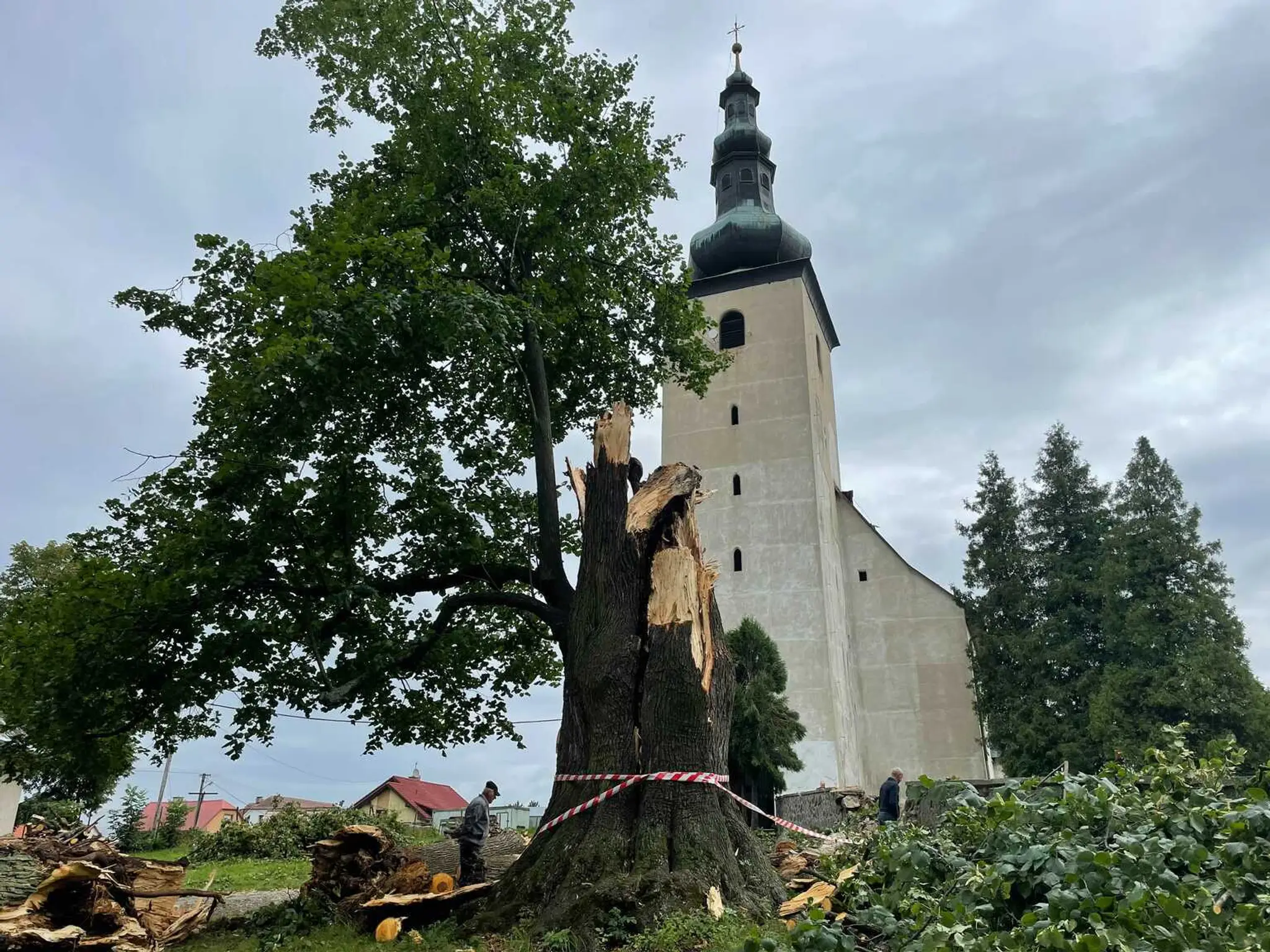 Veľká lipa mala 460 rokov.