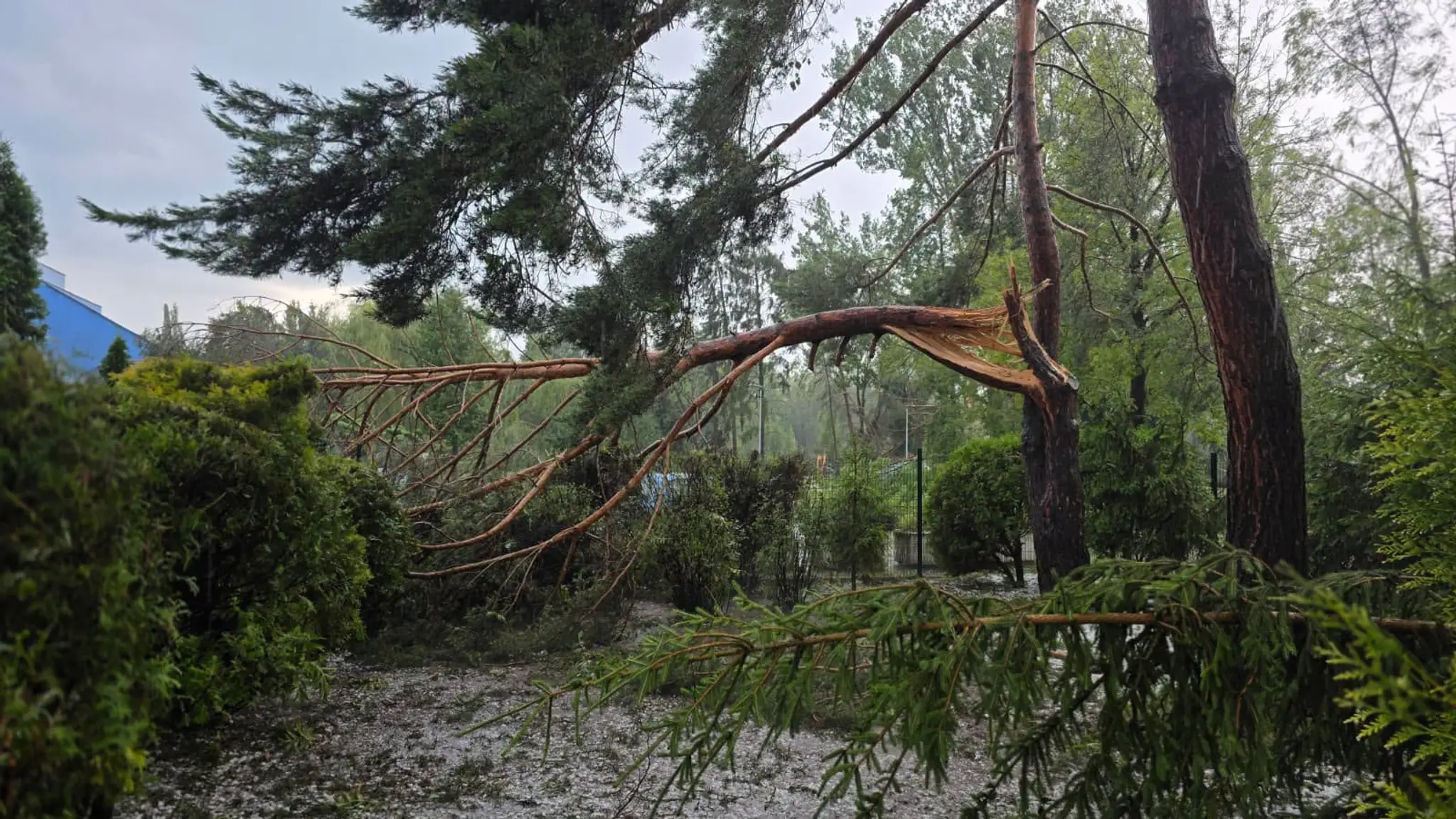 Obrovský strom búrka zlomila.