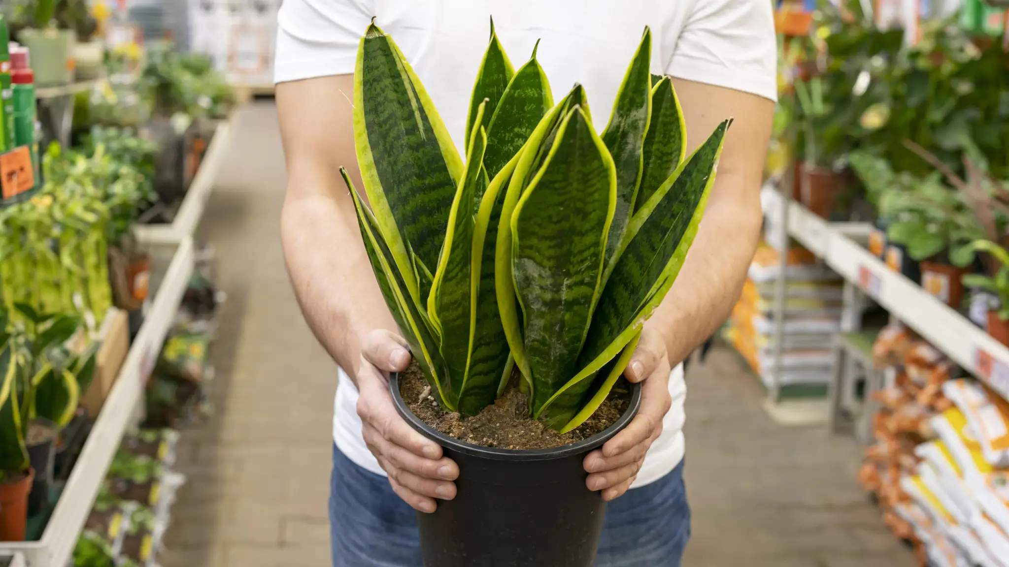 Dracena. Ilustračná snímka. 