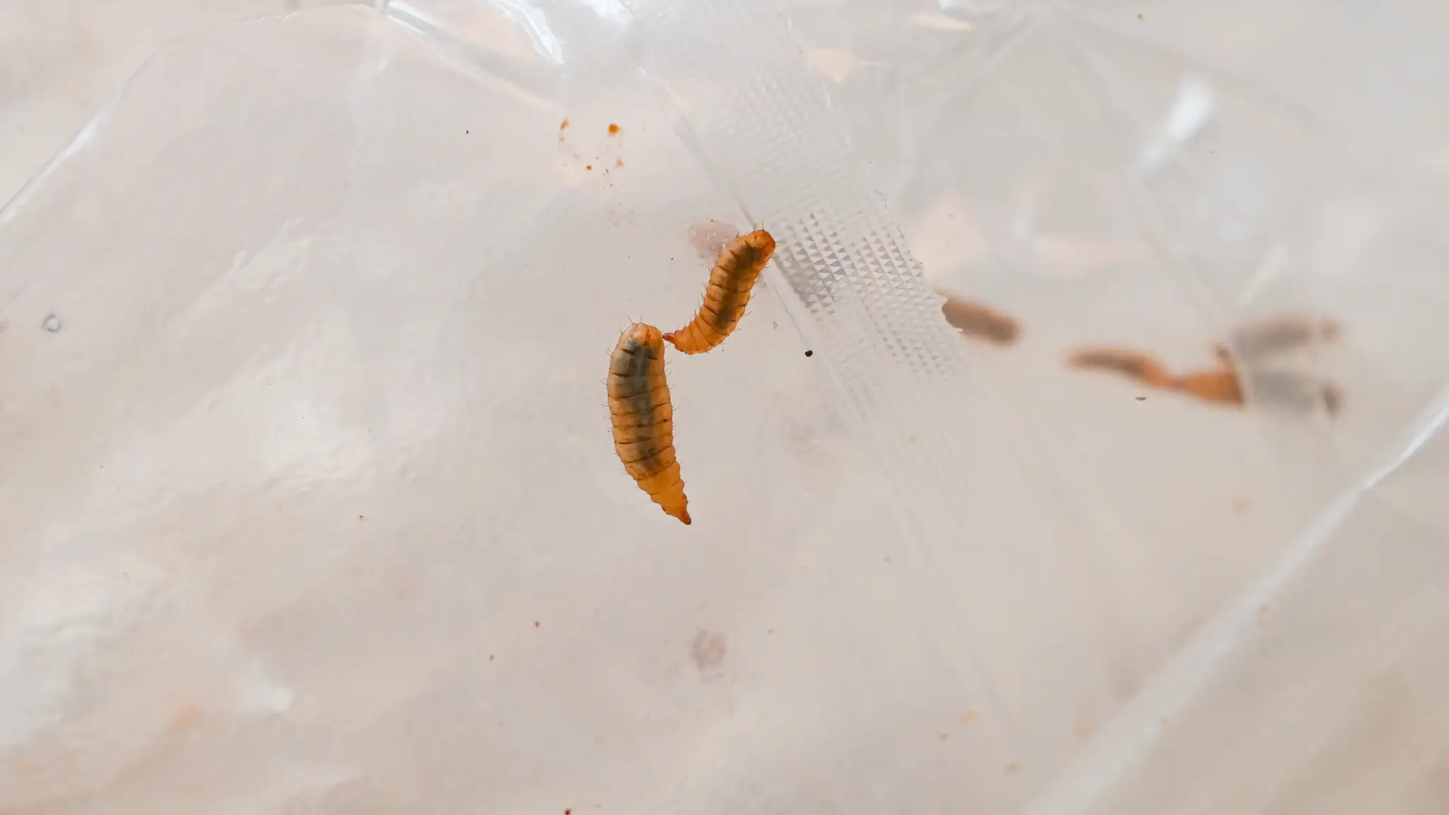 Larva muchy čiernej.