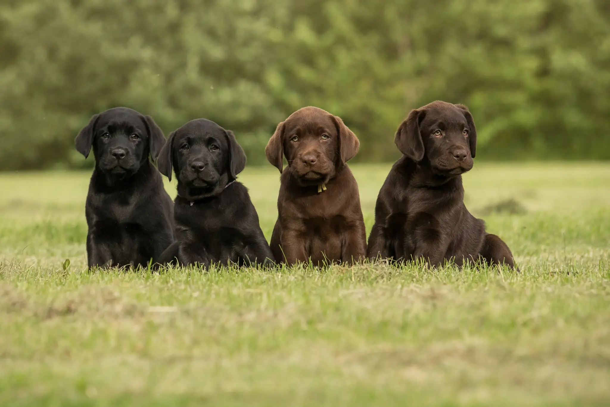 Šteňatá labradorského retrivera.