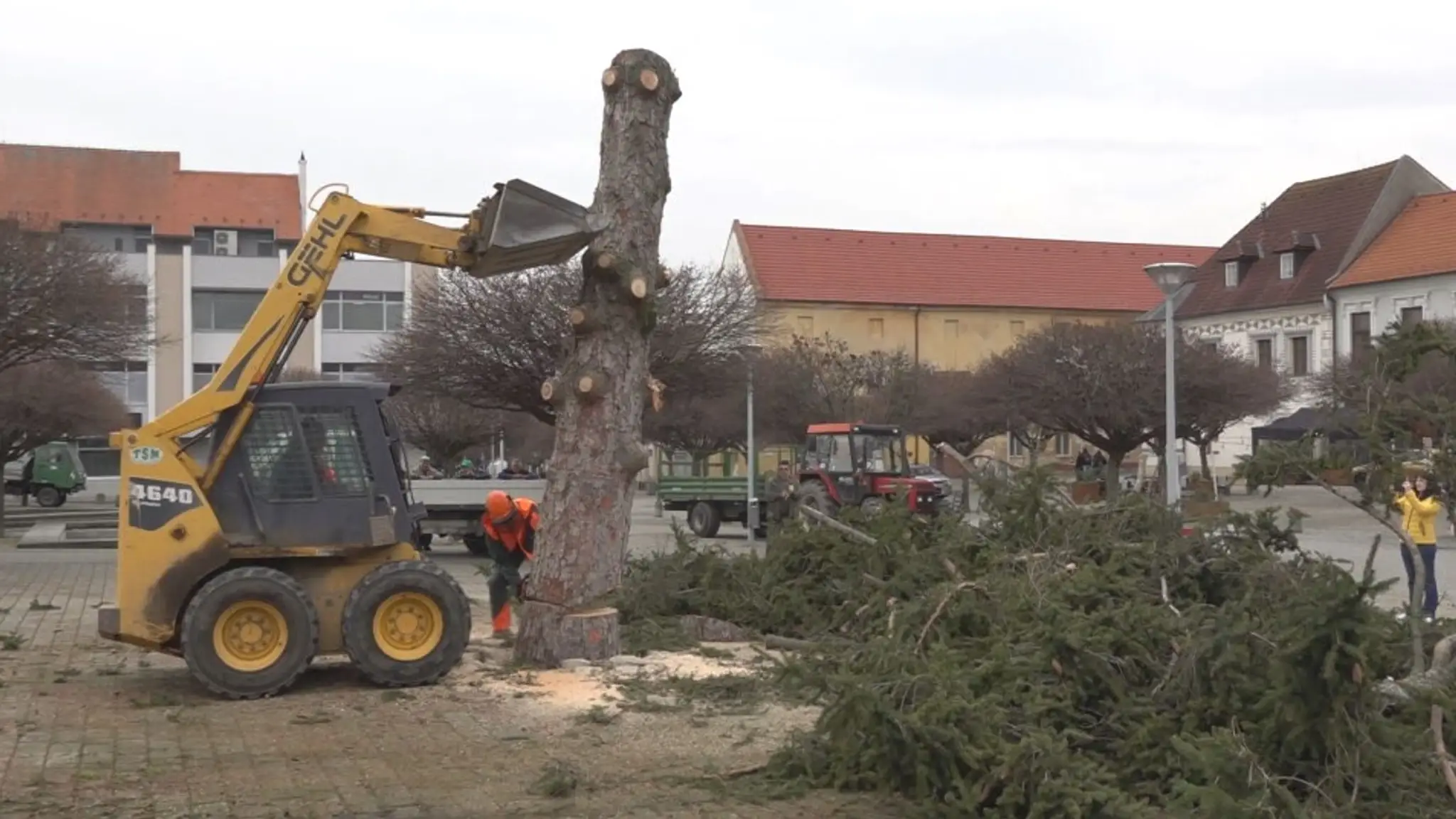Strom v centre Nového Mesta nad Váhom museli odstrániť. 