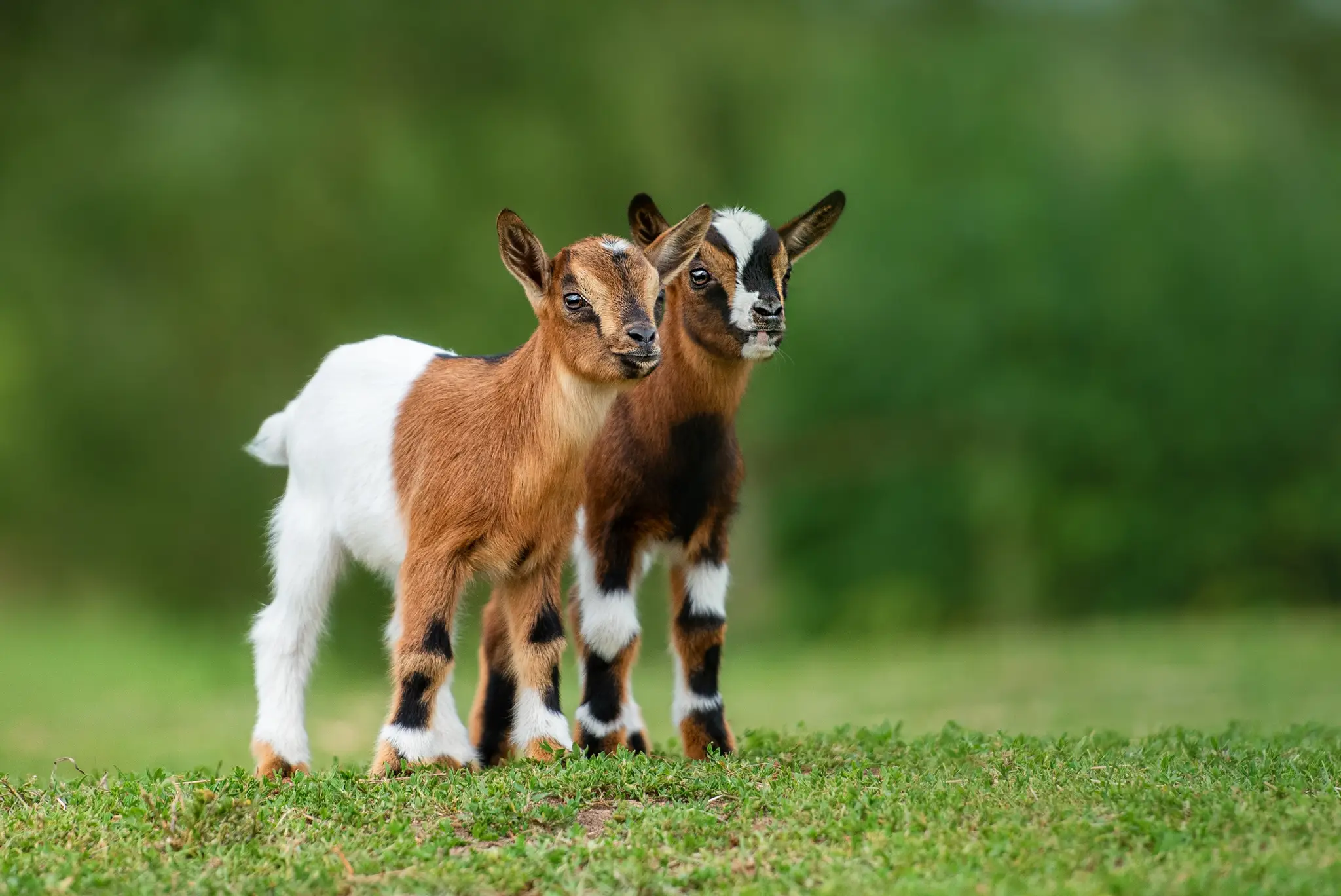 shutterstock_2100068407