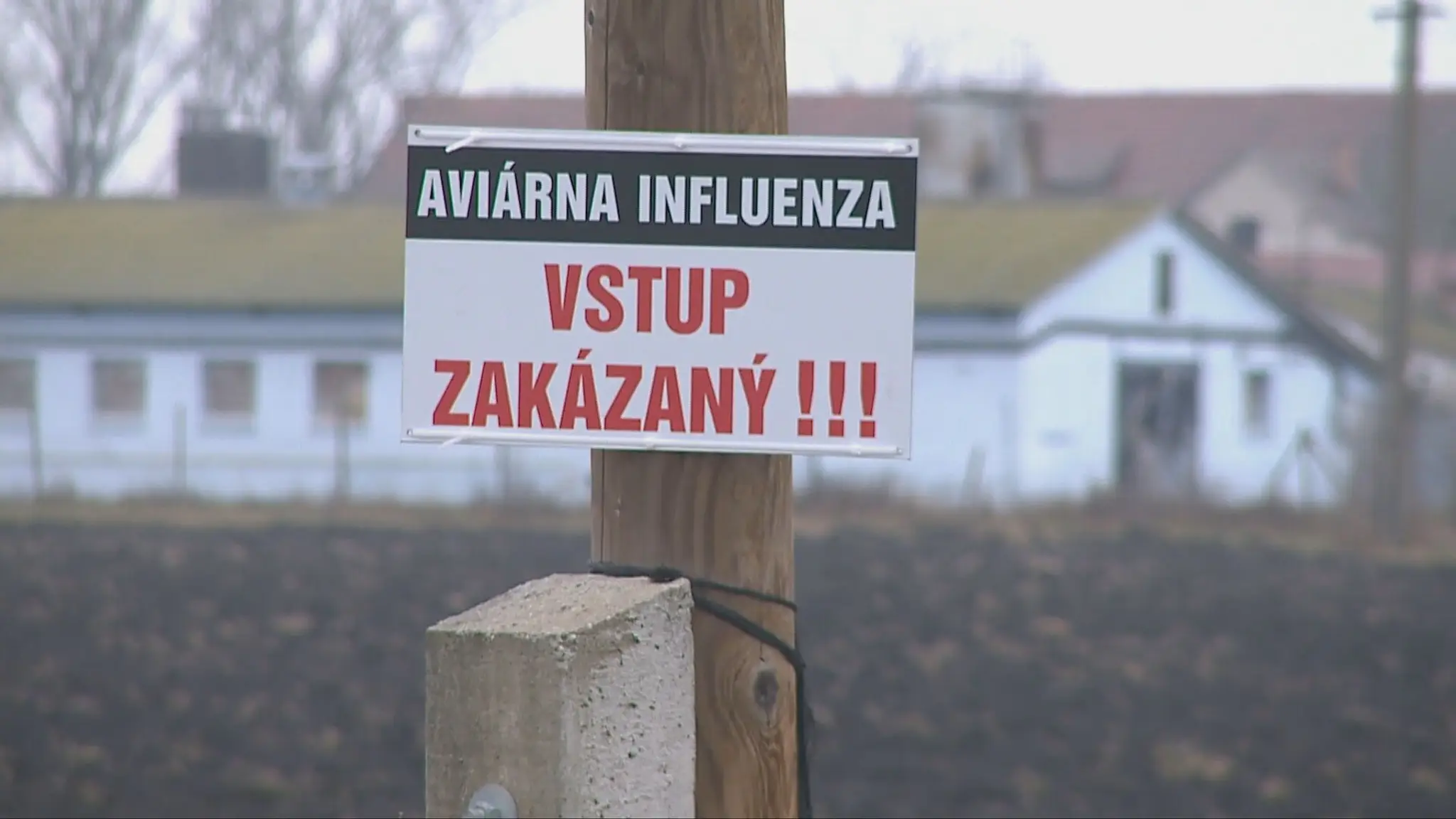 Vtáčia chrípka na farme pri Komárne