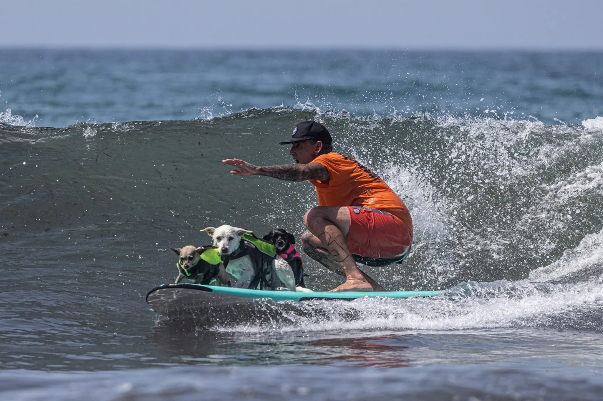 Netradičné psie surferské závody. 