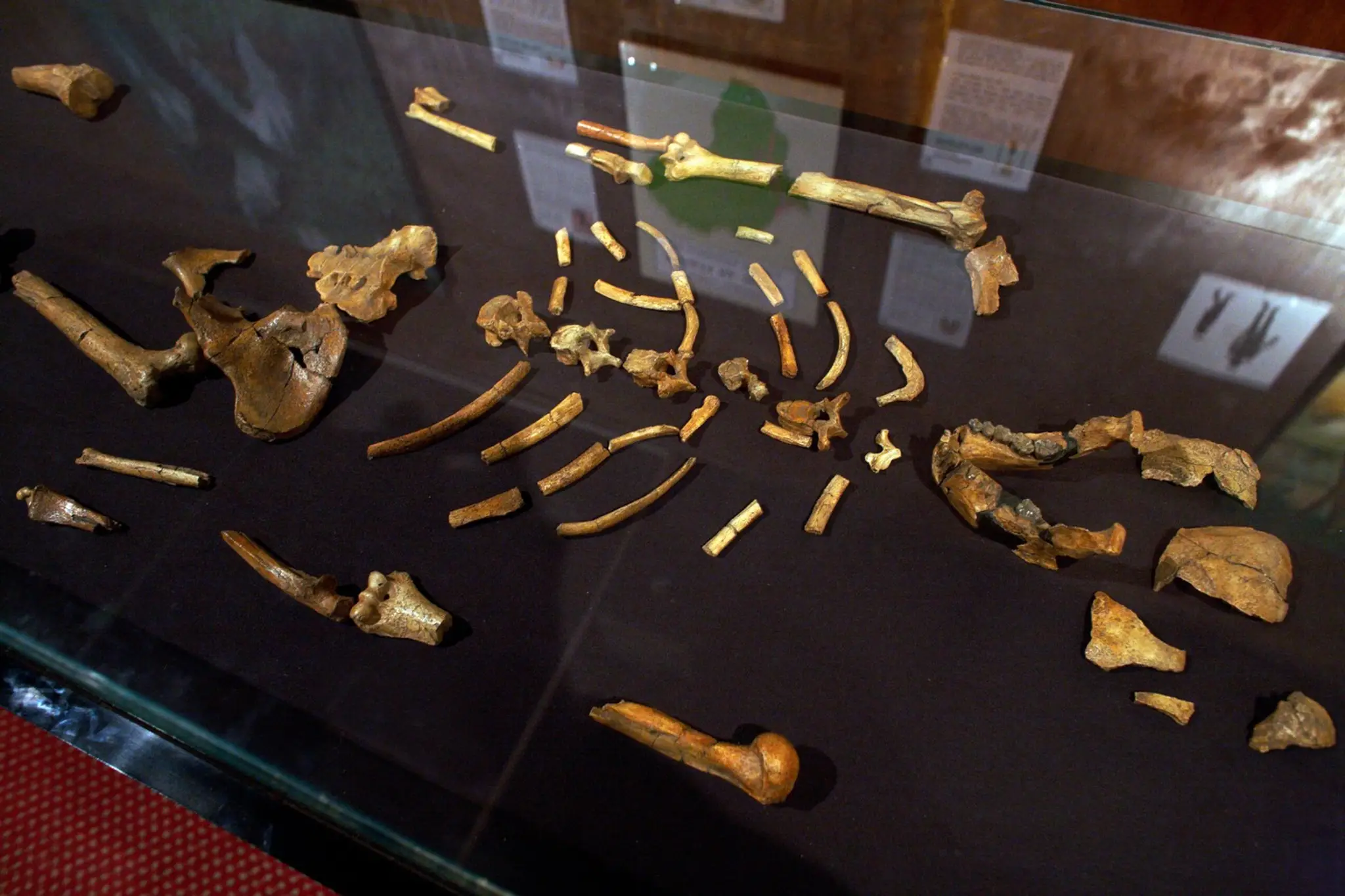 Kostra australopiteka Lucy