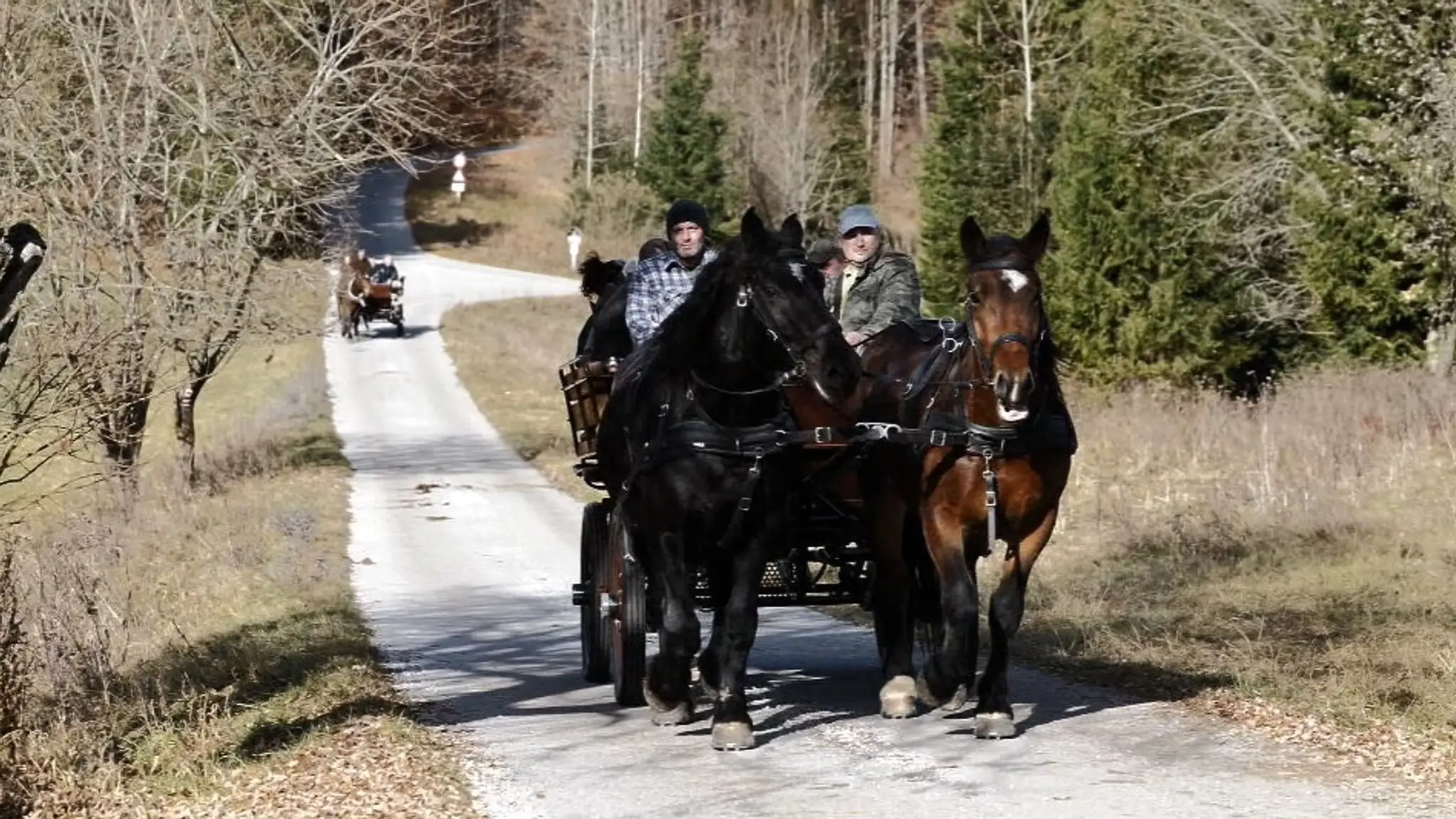 Kone z Muránskej planiny zapriahnu do kočov. 