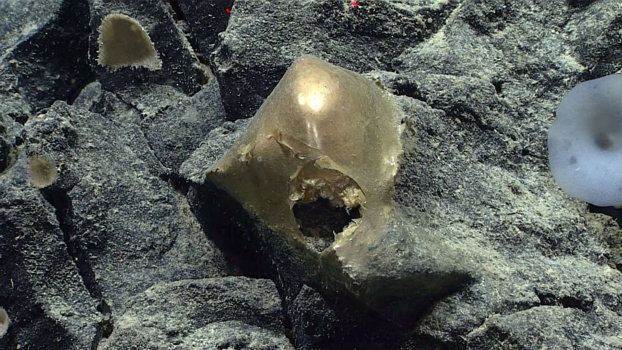 Zlaté vajce na dne mora.