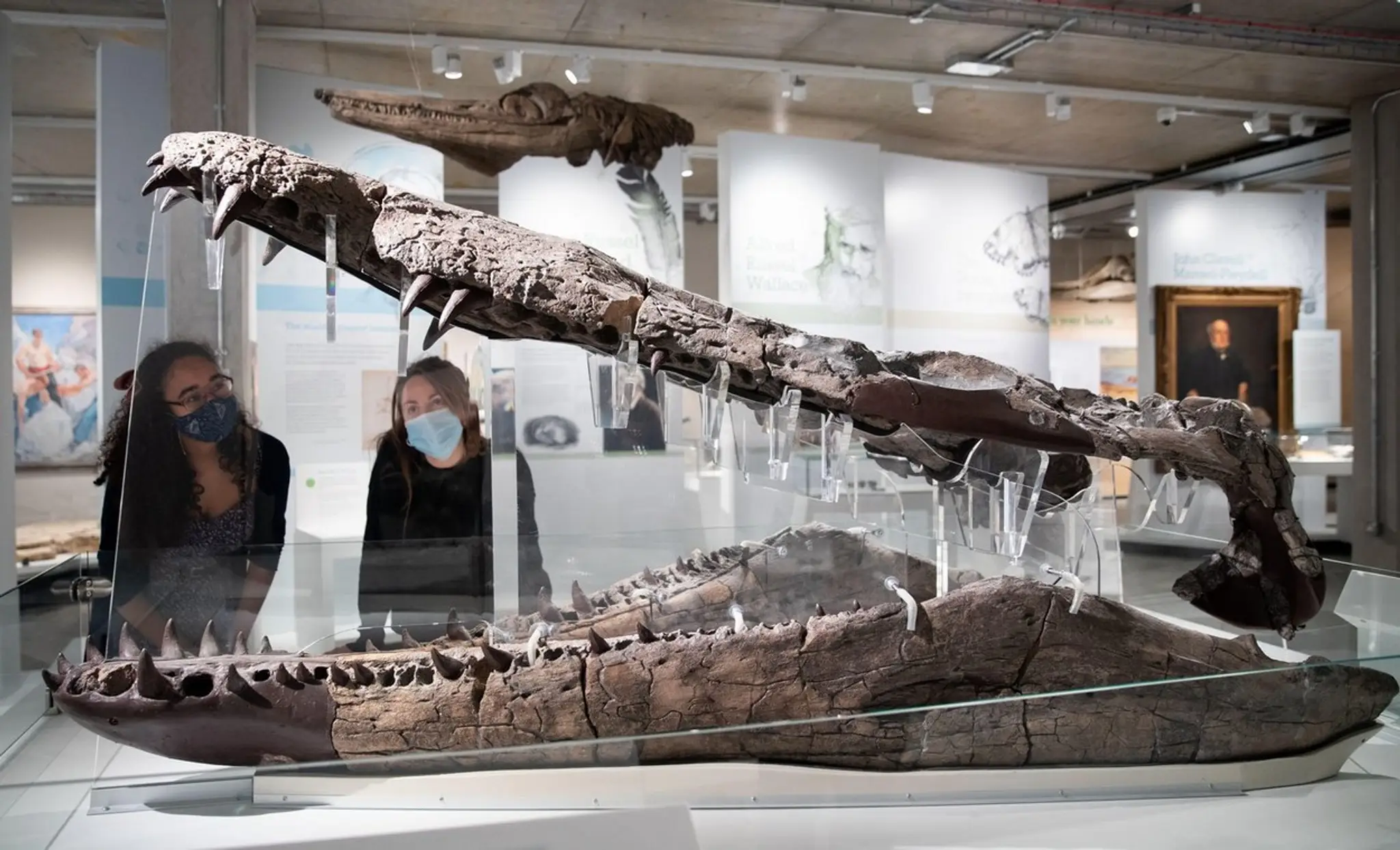 Lebka pliosaura.