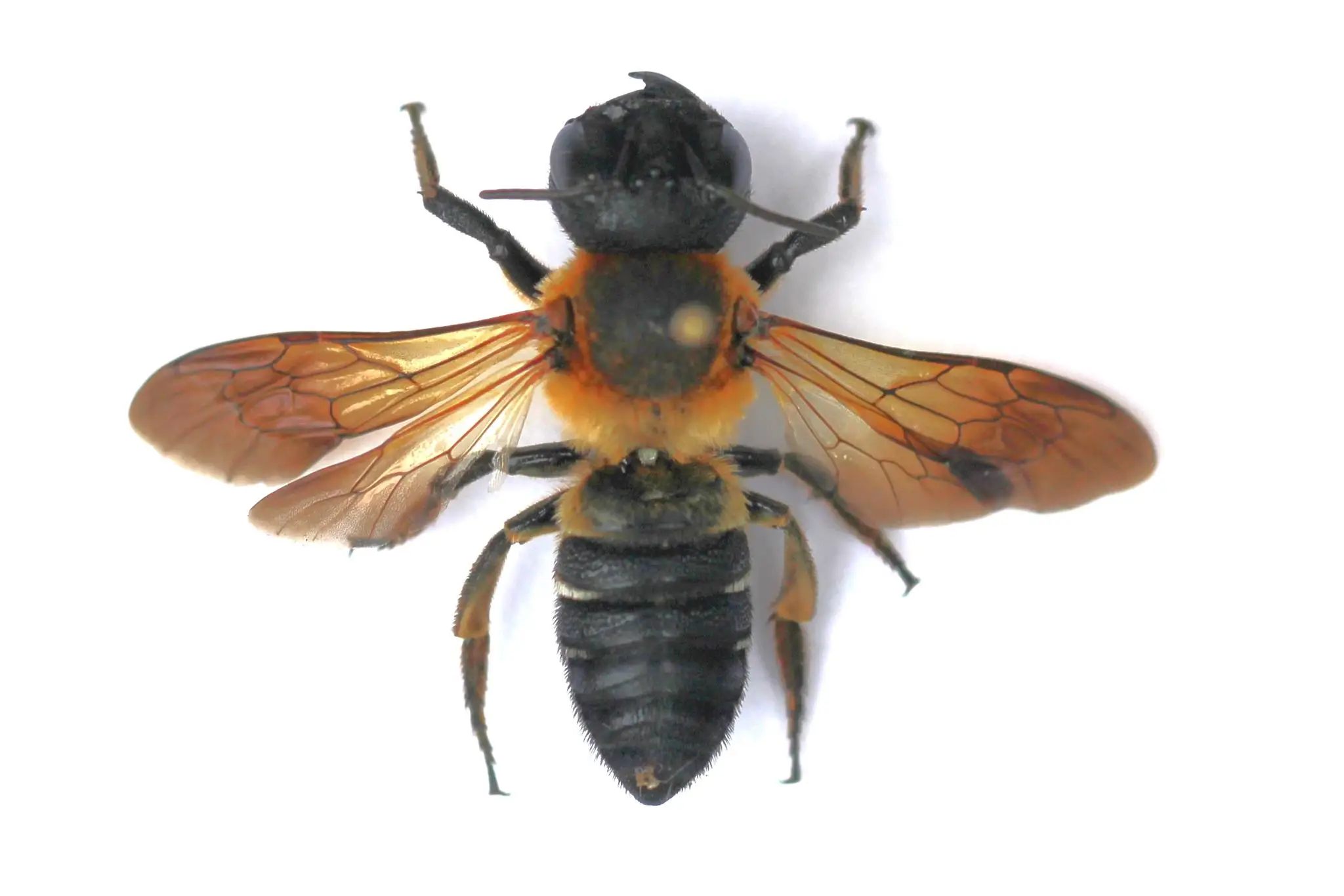 Čalúnnica Megachile sculpturalis