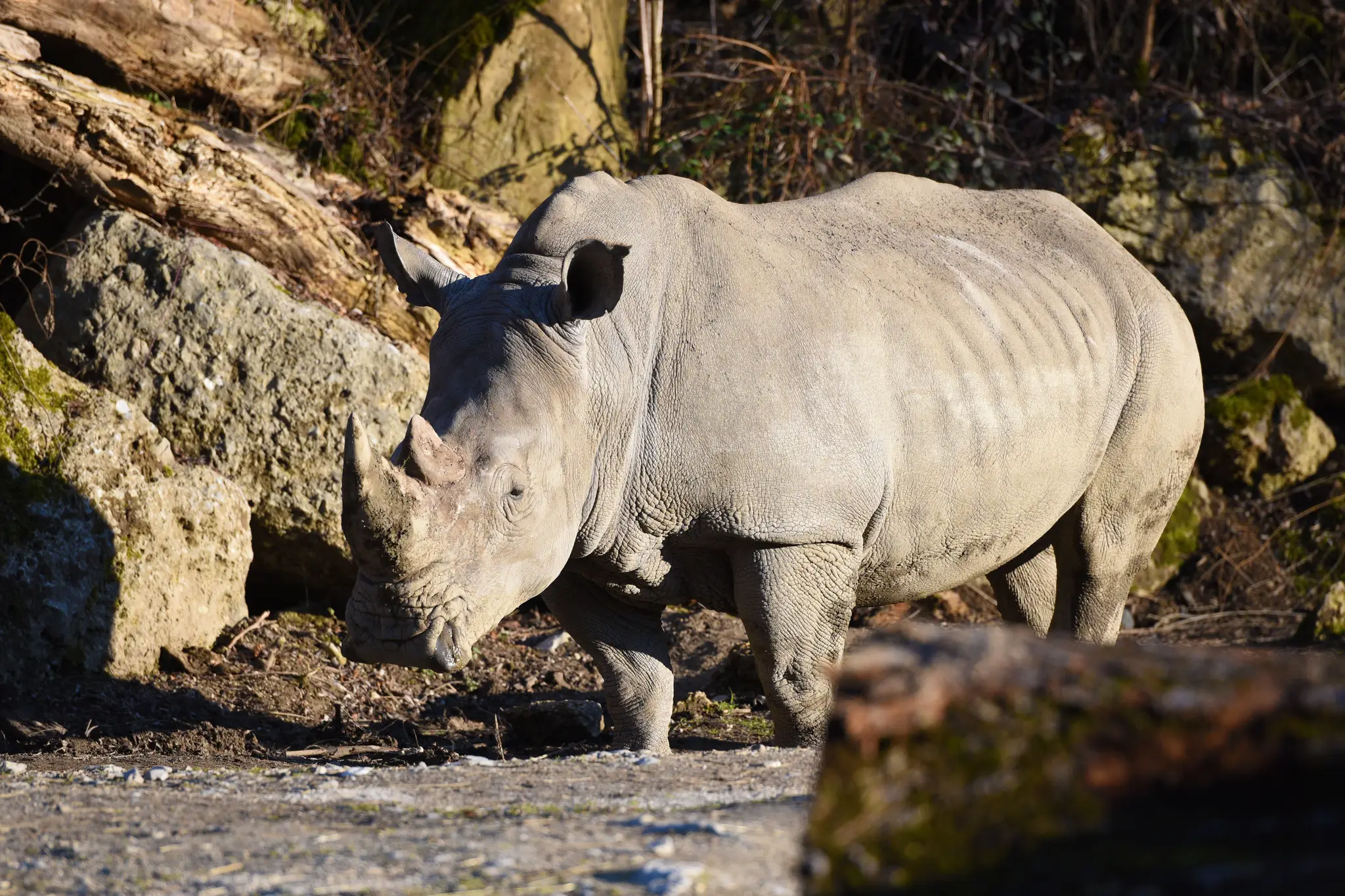 Nosorožec zo salzburskej zoo. Ilustračná snímka. 