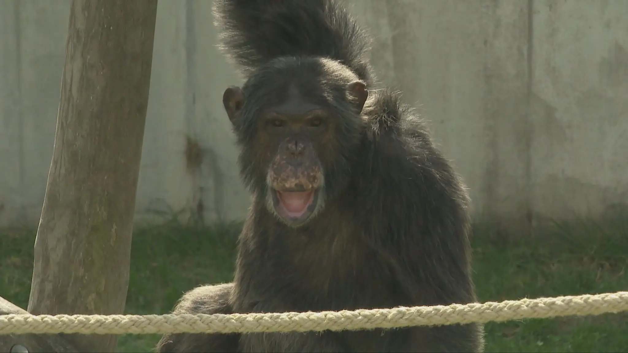 Samička šimpanza v bratislavskej zoologickej záhrade