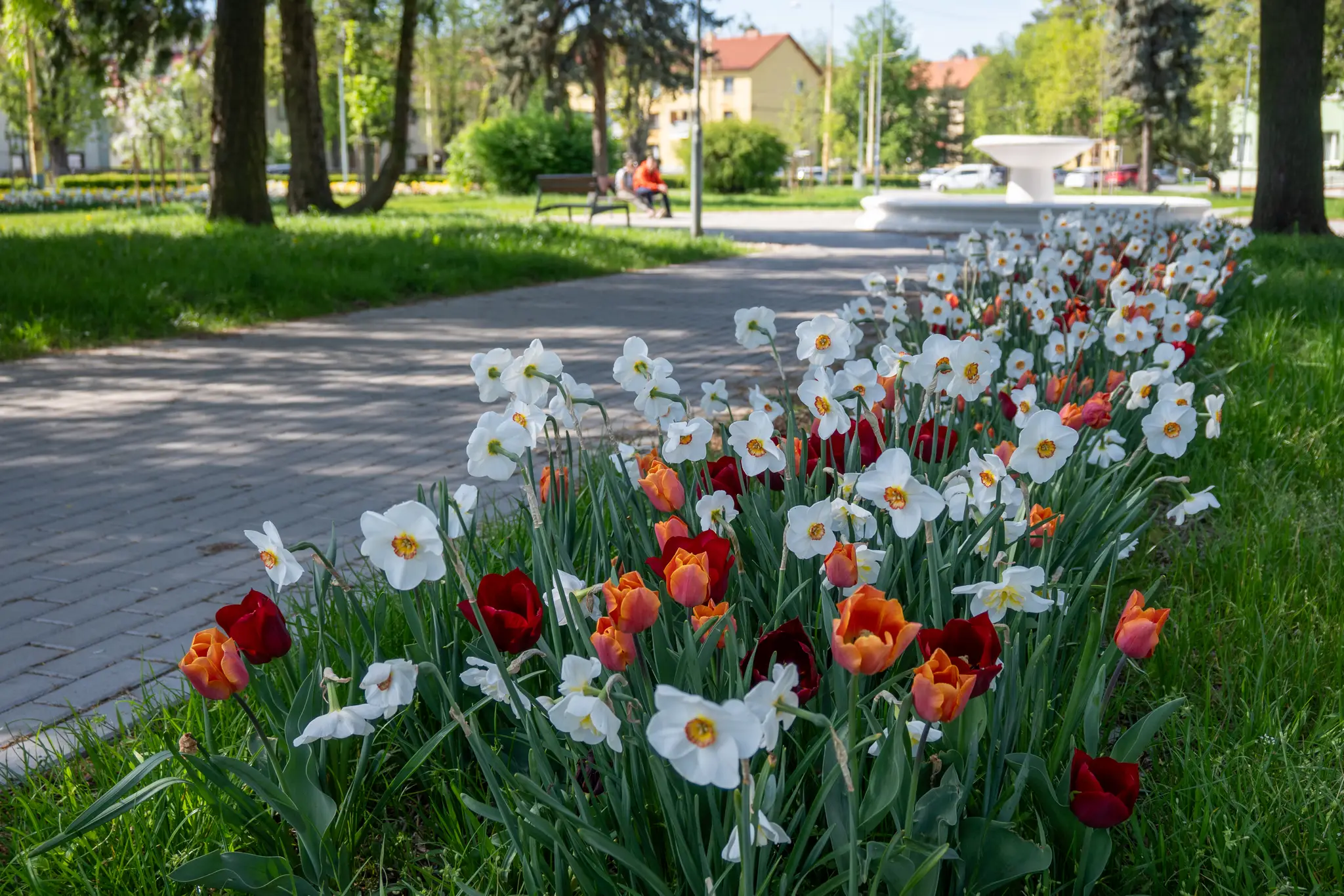 Na snímke rozkvitnuté tulipány a narcisy v Parčíku Námestie mládeže v Prešove.