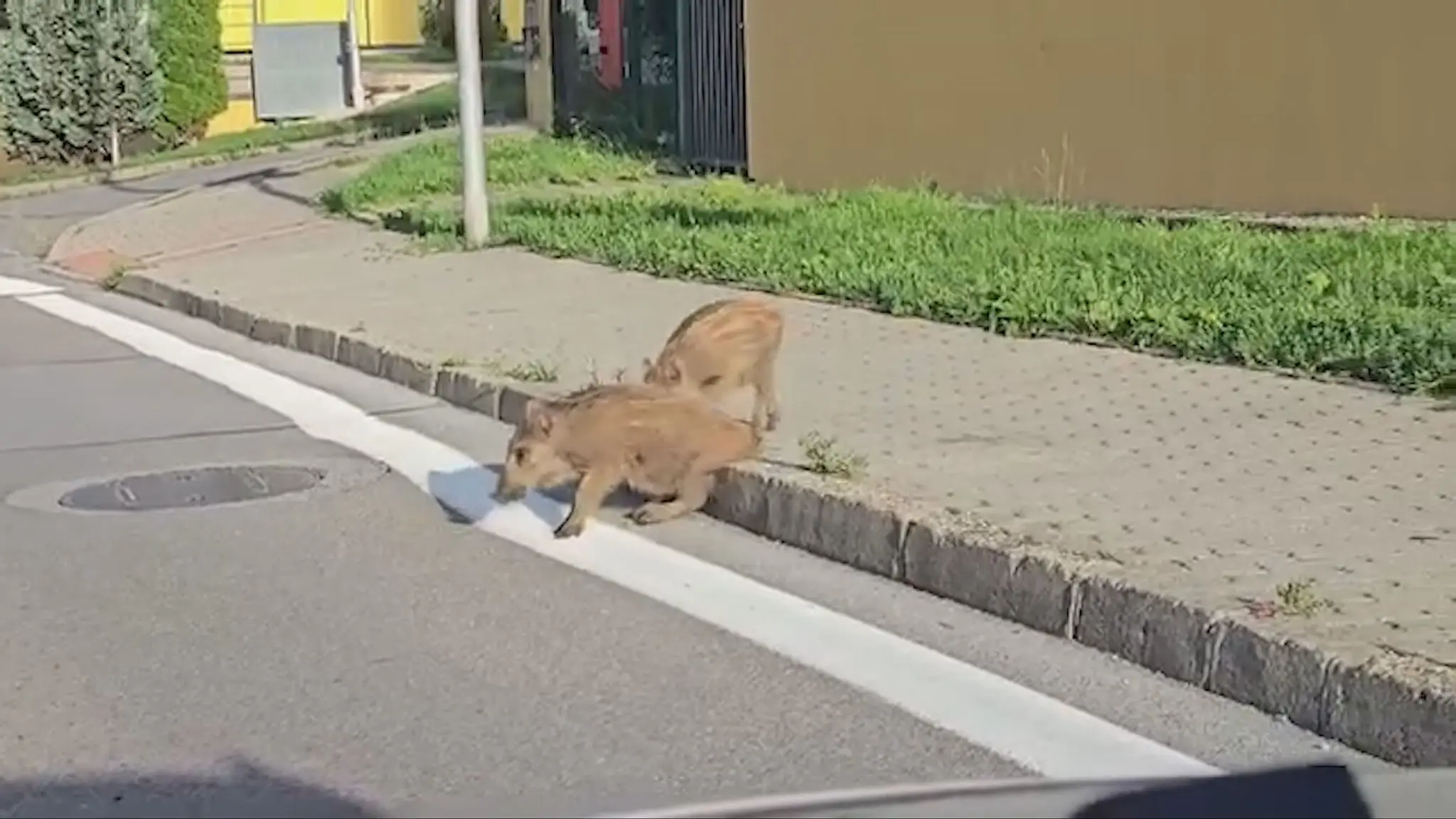 Diviaky na žilinskom sídlisku.