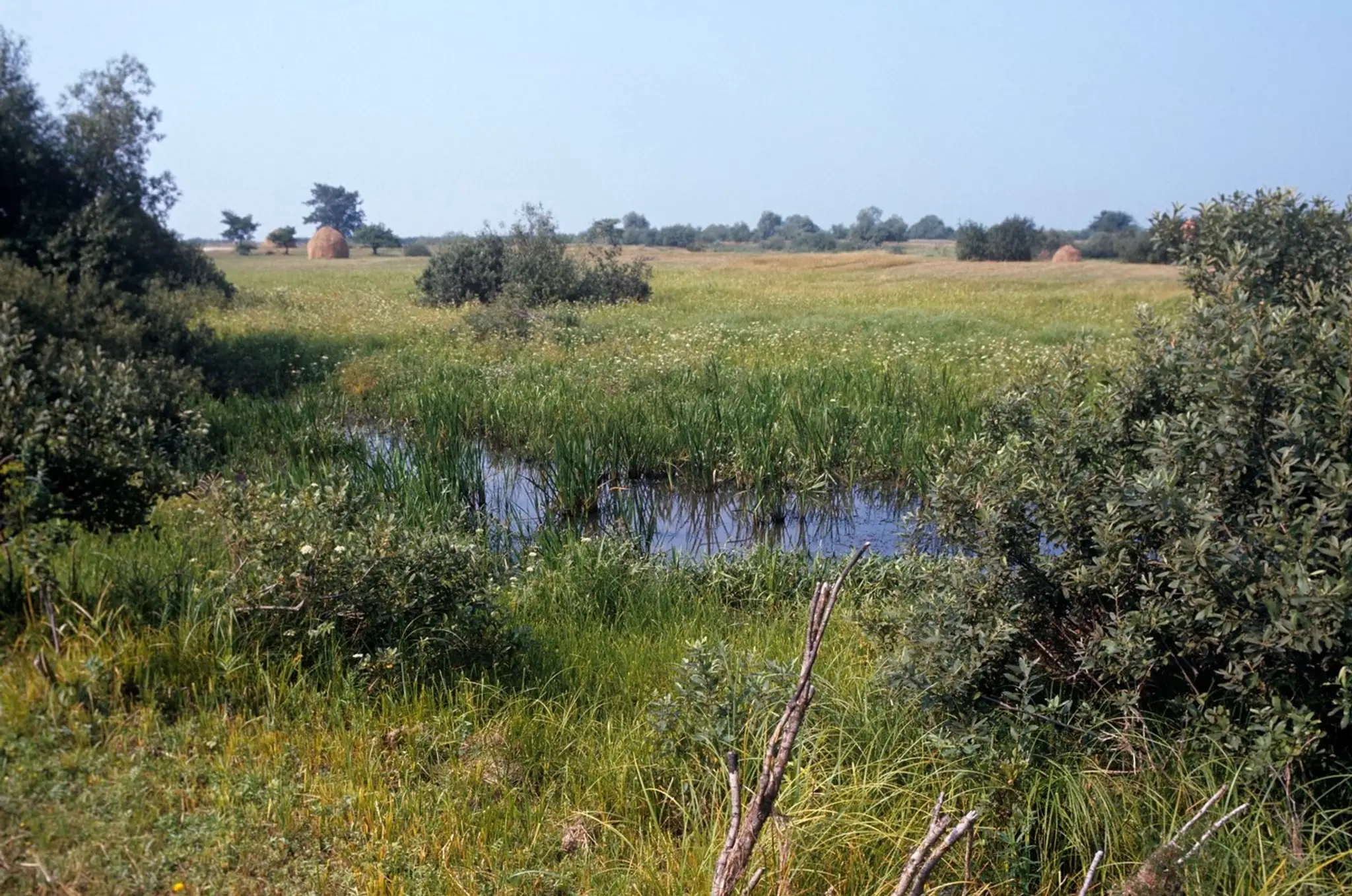 Pripjaťské mokrade.