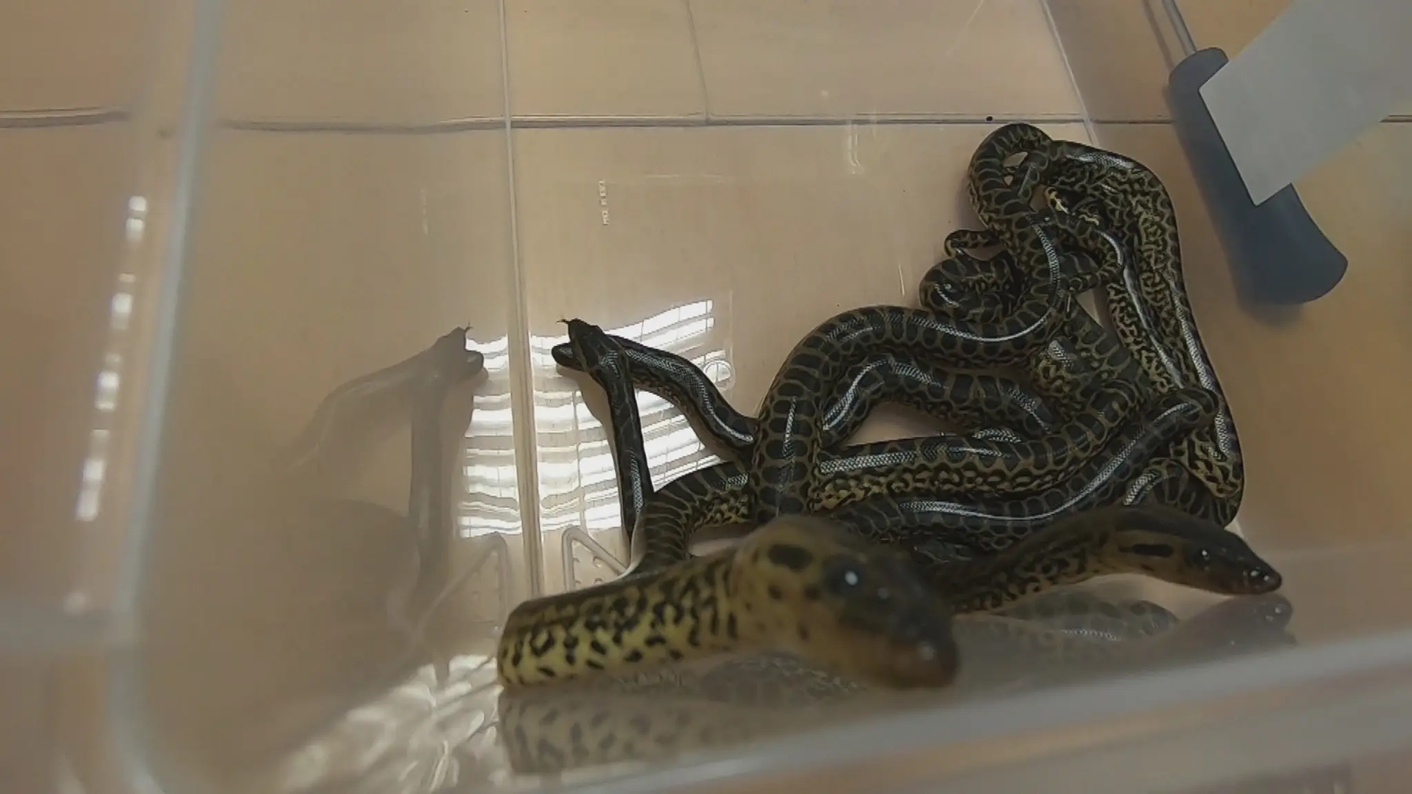 Vzácne anakondy z košickej zoo.