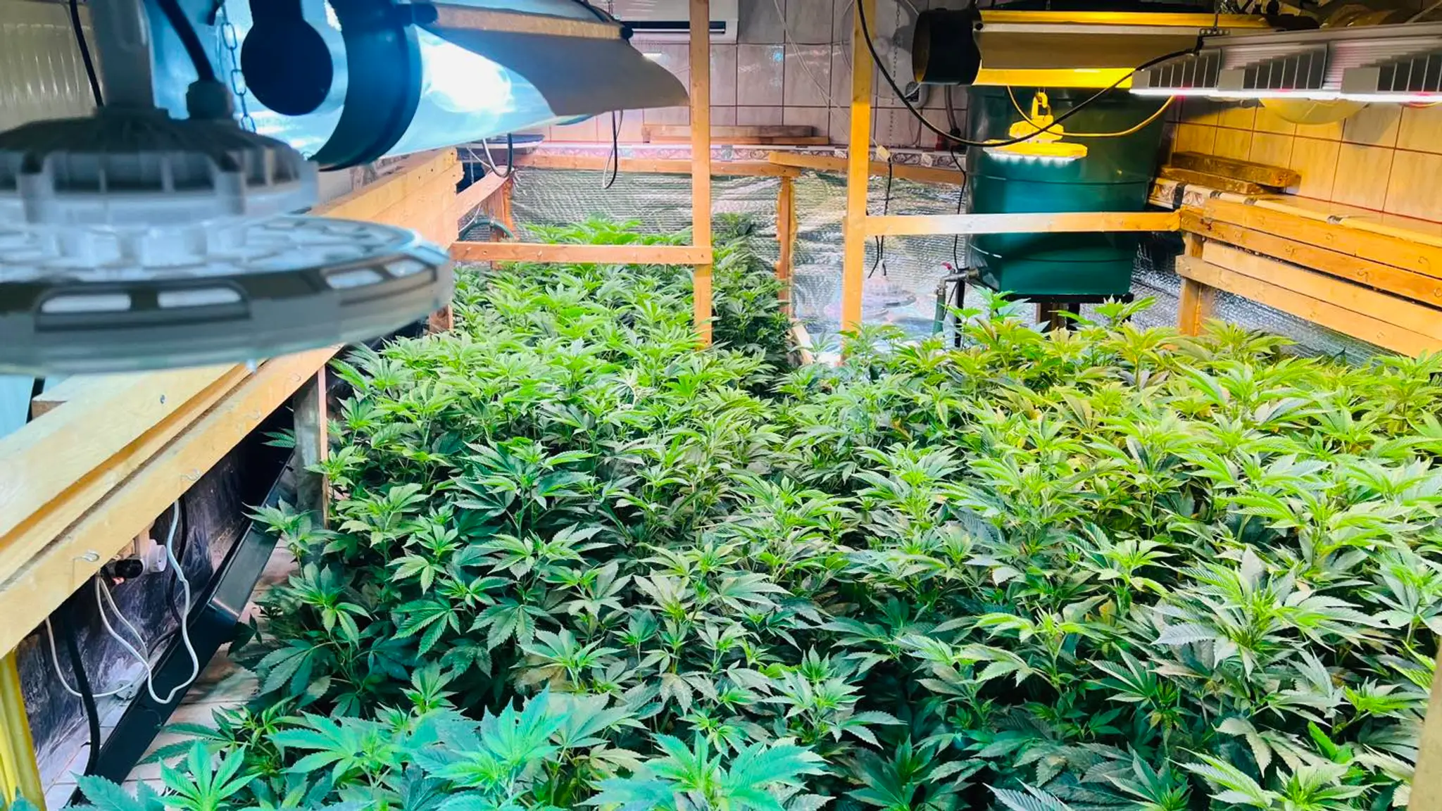 Zadržaná marihuana.