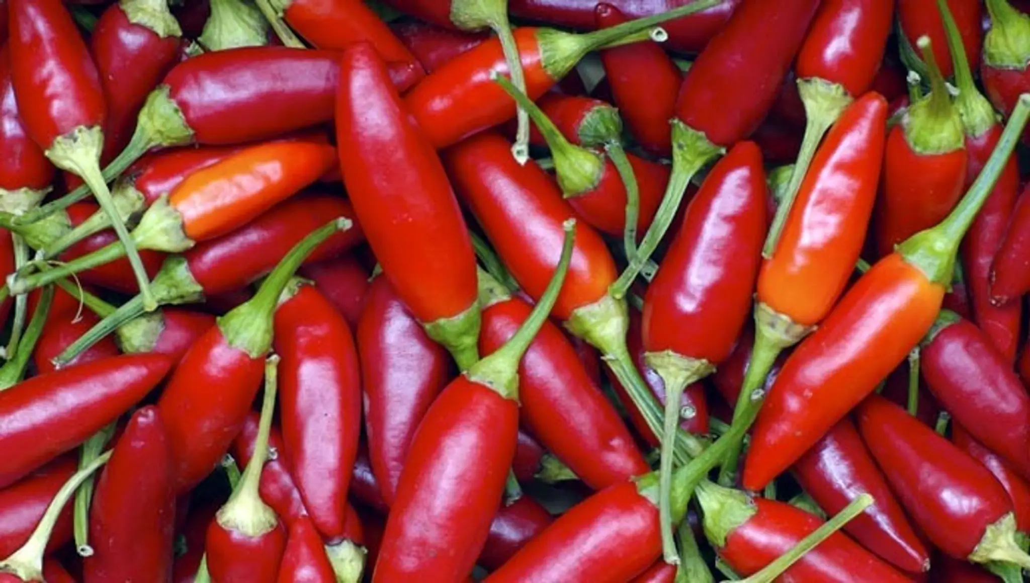 Chilli