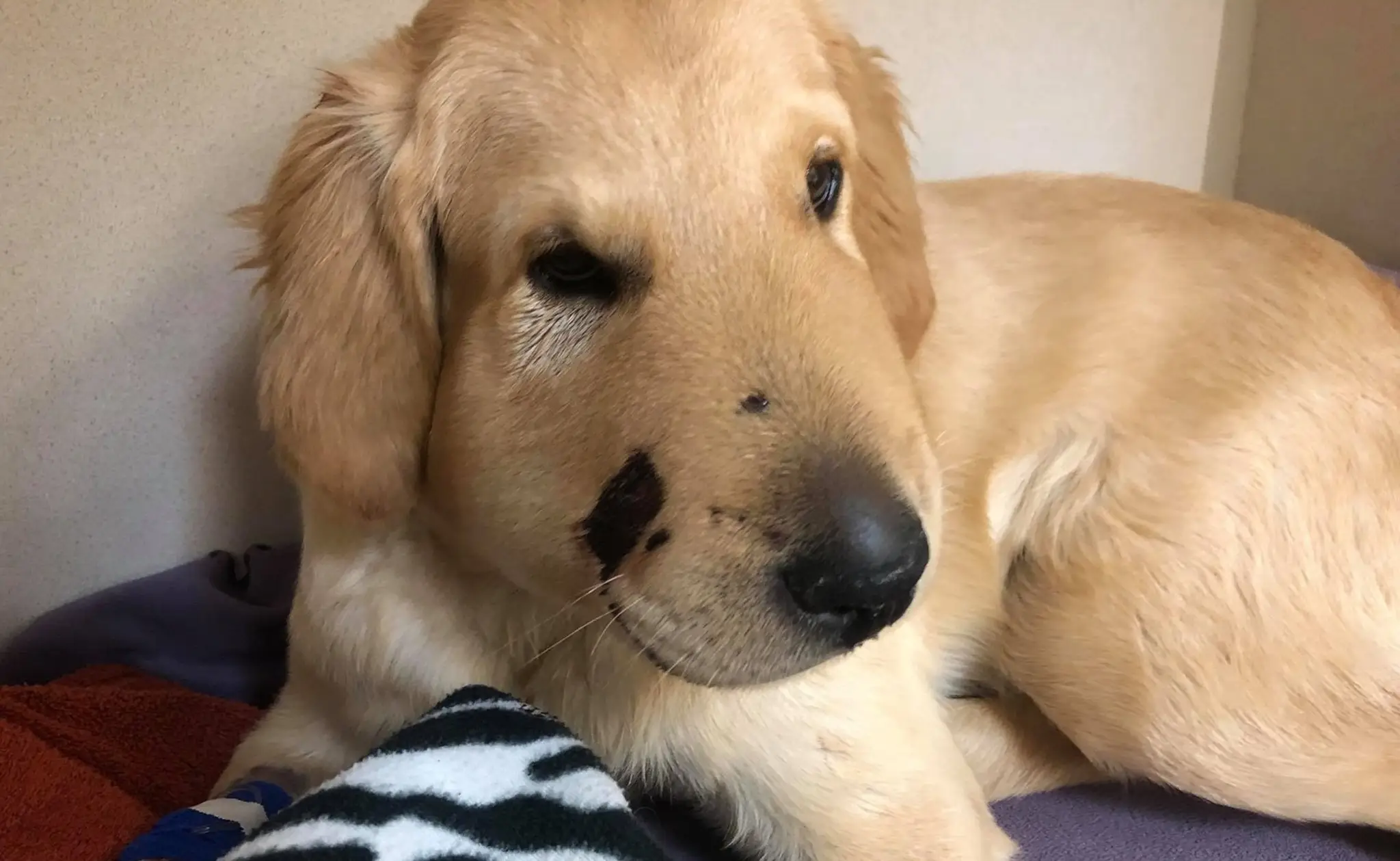 Zlatý retriever Todd.