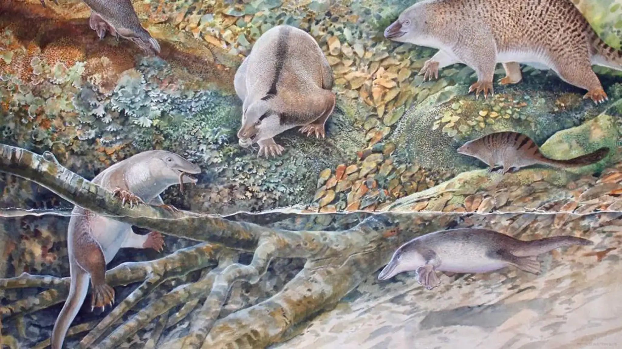 Echidnapus - vizualizácia.