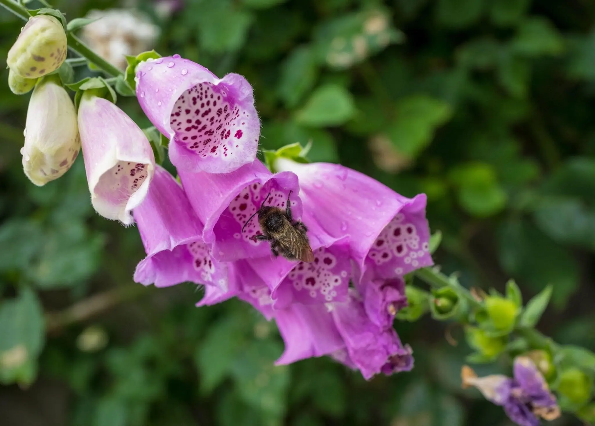 Náprstník červený (lat Digitalis purpurea).