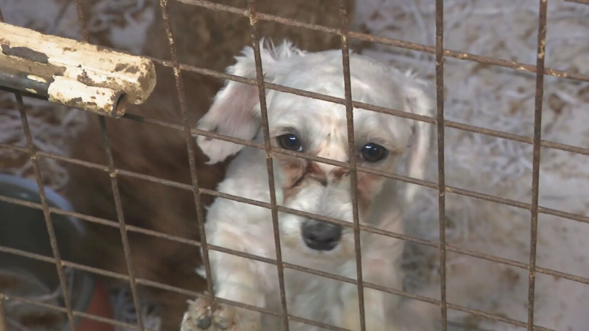 Policajná a veterinárna razia odhalila hororový chov zvierat v množiarni