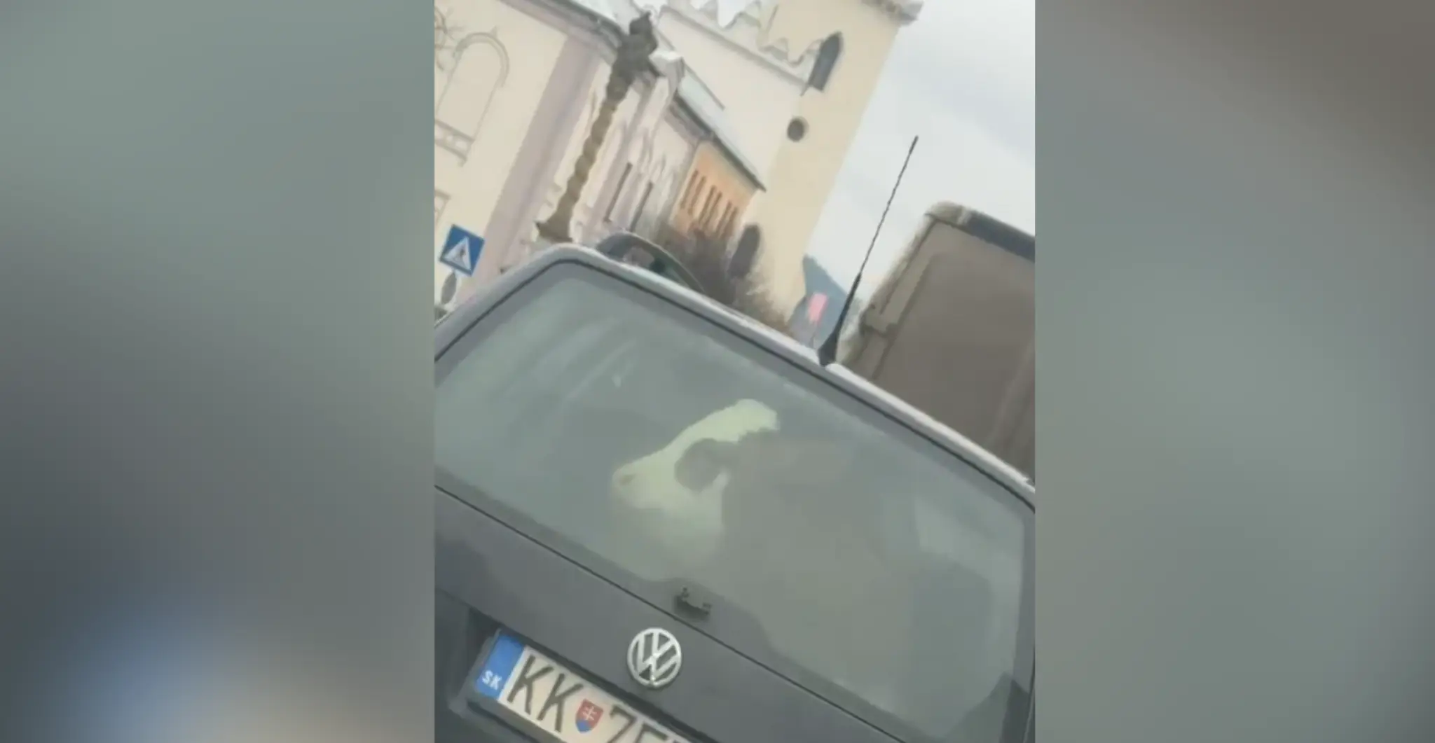 Krava v aute