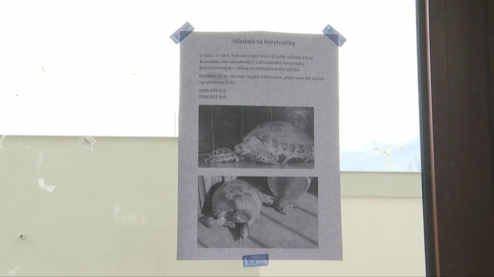 Ukradnuté korytnačky.