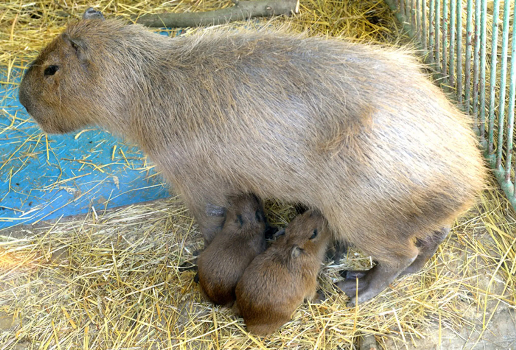 Kapybara močiarna chová mláďatá, ktoré sa narodili v košickej zoo.